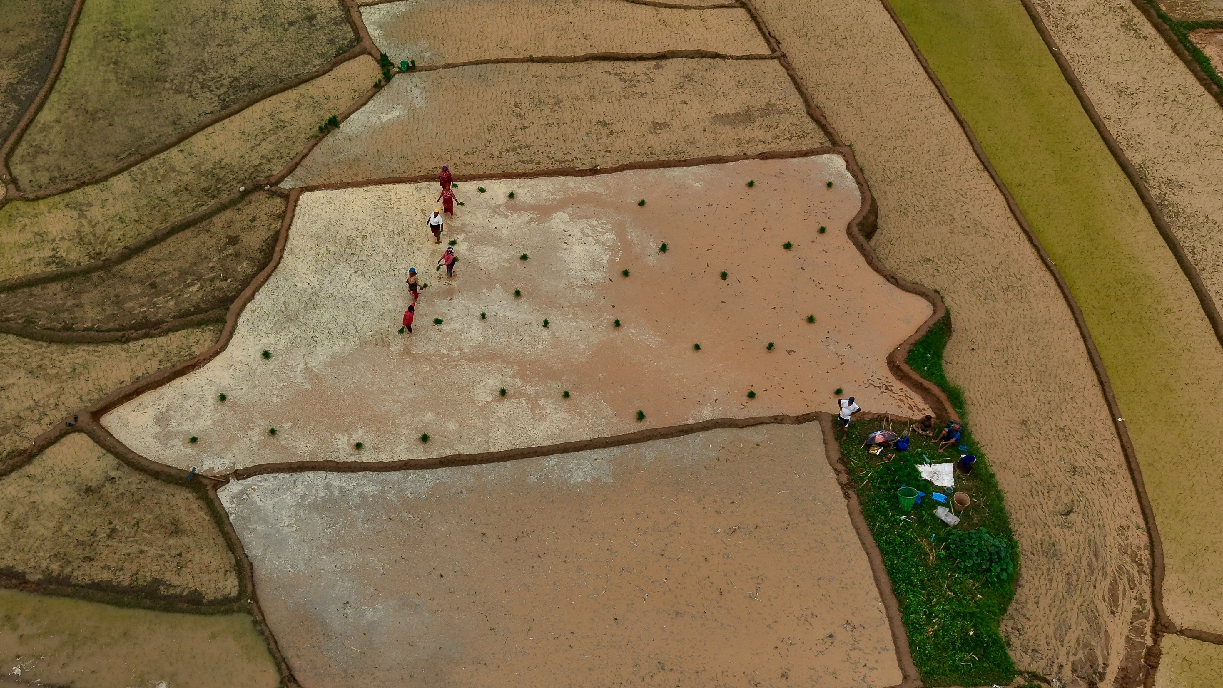 Nuwakot-Dhading-Gagate_Rice-field_NPL1-1784092908.jpeg