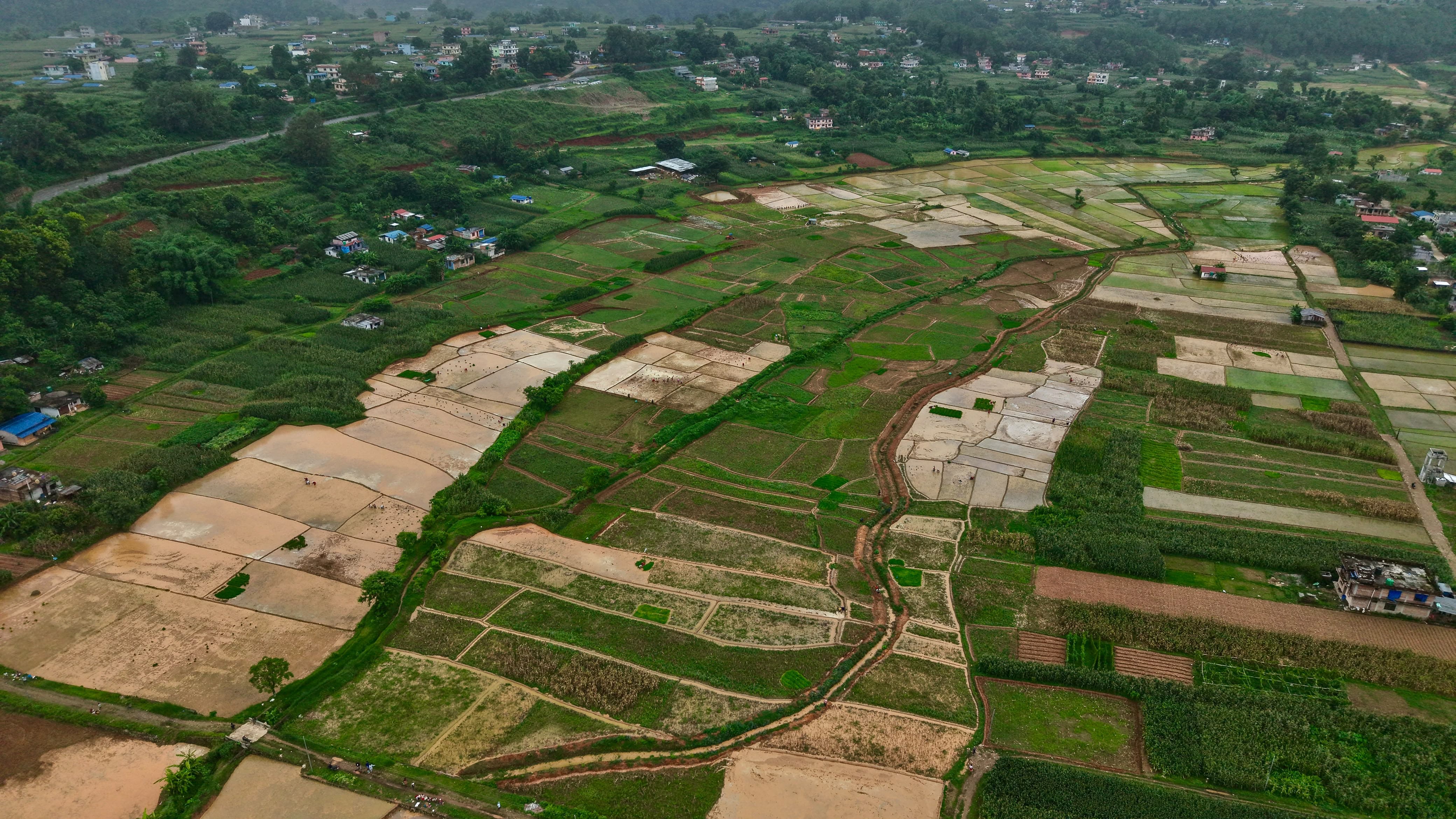 Nuwakot-Dhading-Gagate_Rice-field_NPL11-1784092921.jpeg