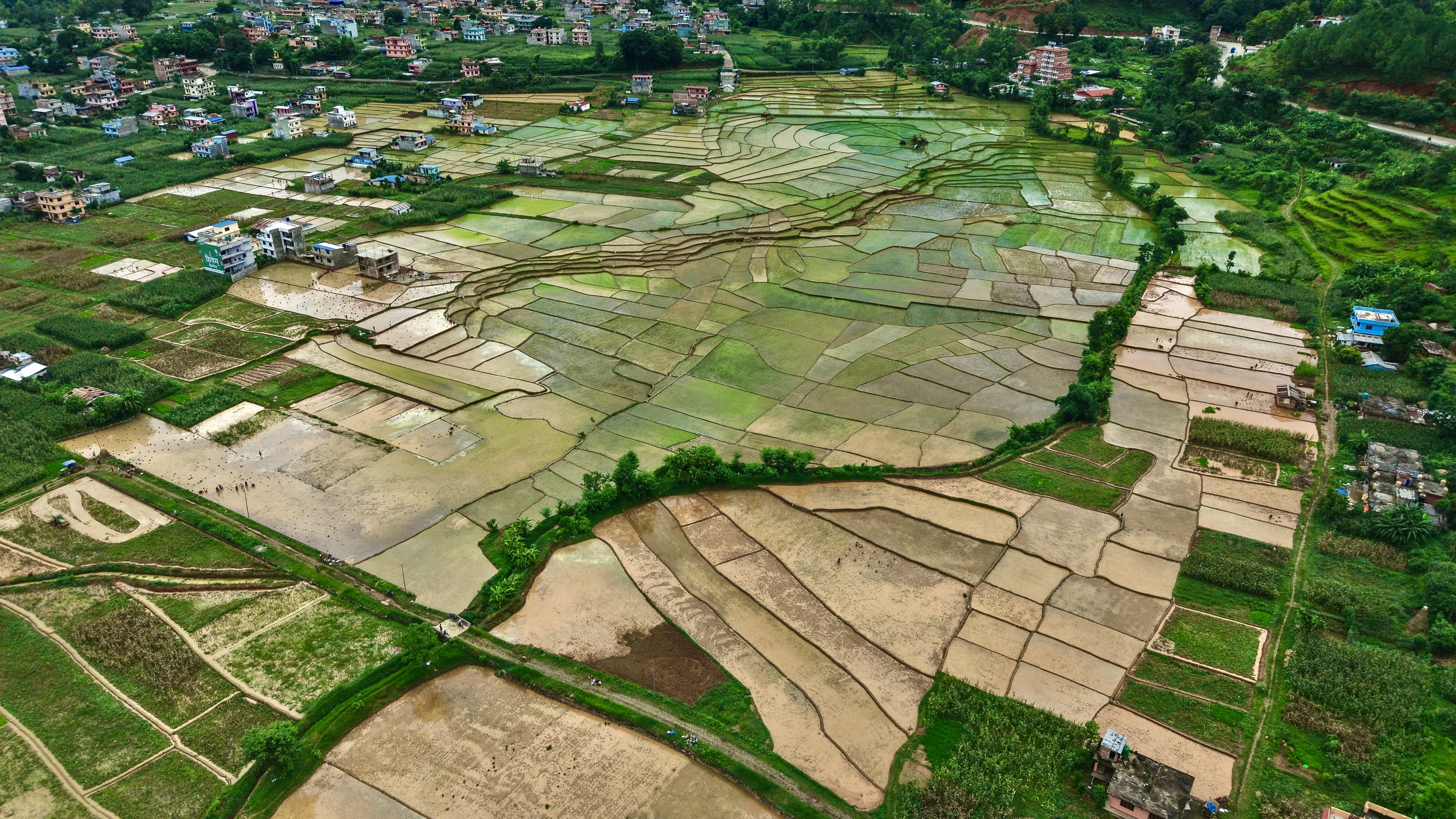Nuwakot-Dhading-Gagate_Rice-field_NPL12-1784092924.jpeg