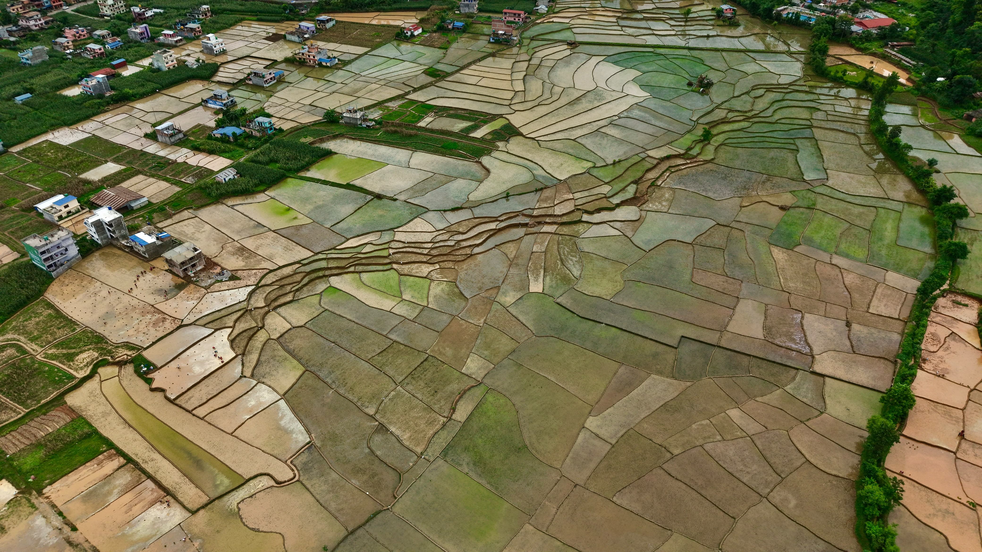 Nuwakot-Dhading-Gagate_Rice-field_NPL13-1784092924.jpeg