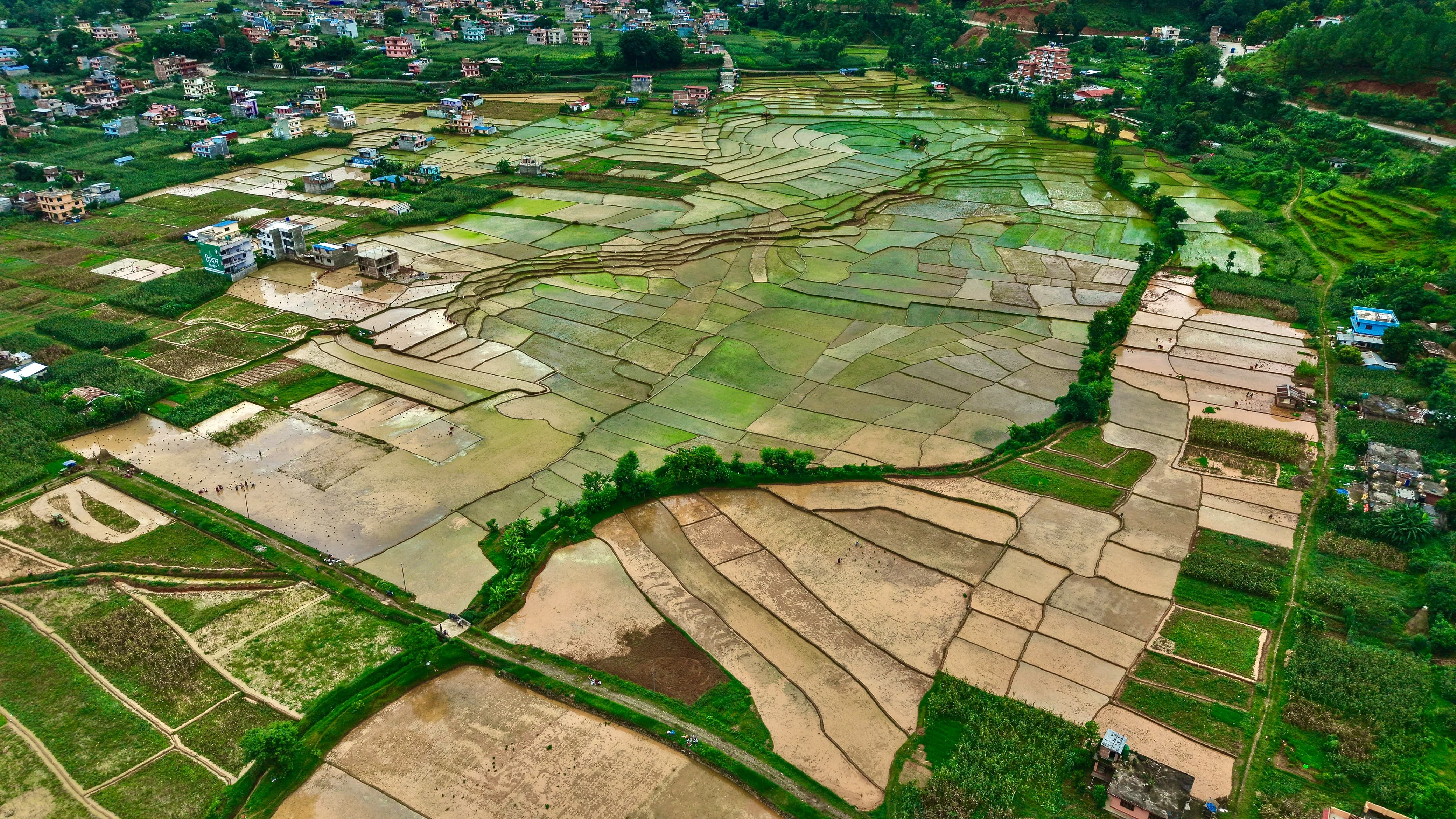 Nuwakot-Dhading-Gagate_Rice-field_NPL3-1784092911.jpeg