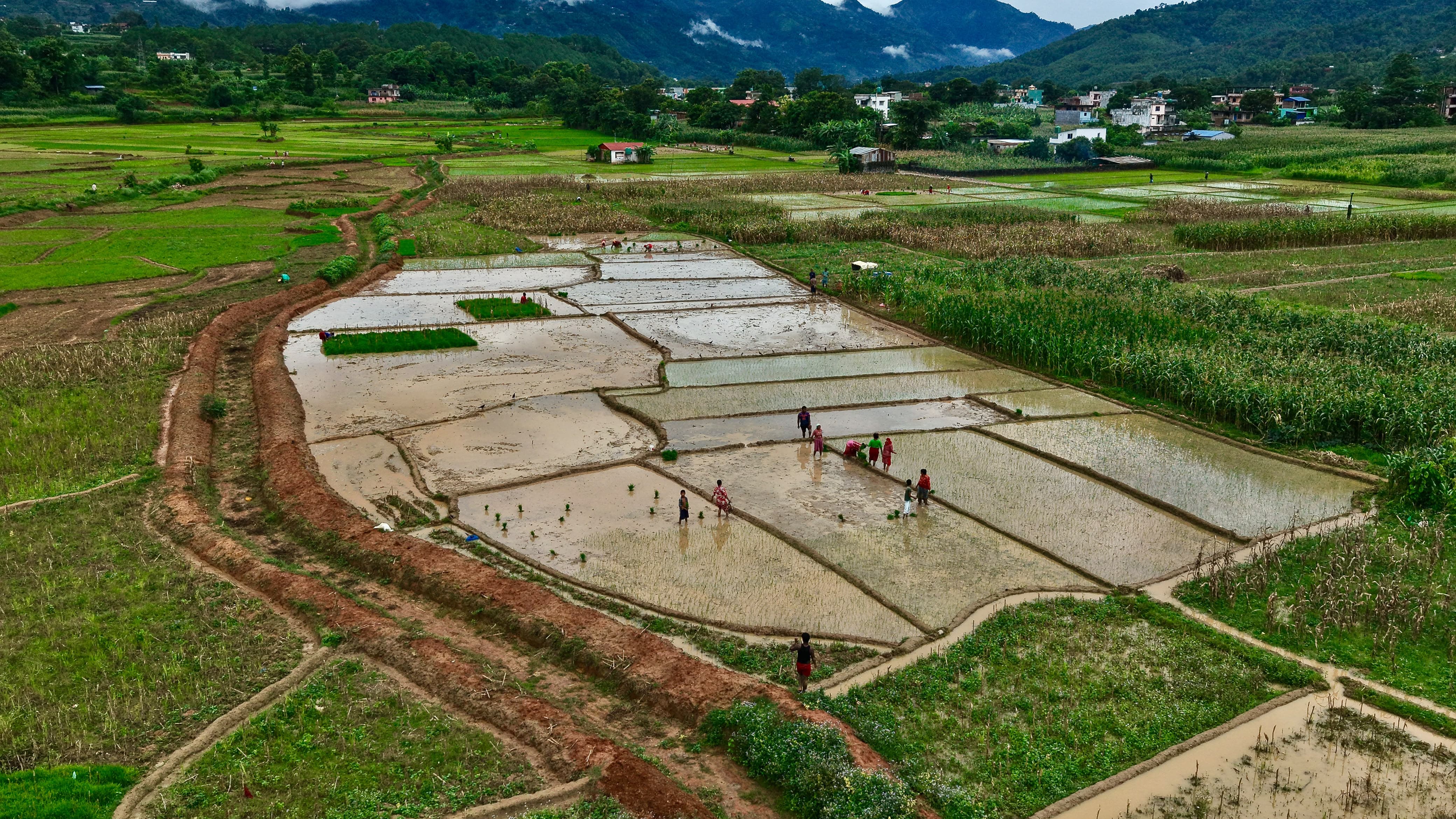 Nuwakot-Dhading-Gagate_Rice-field_NPL4-1784092911.jpeg