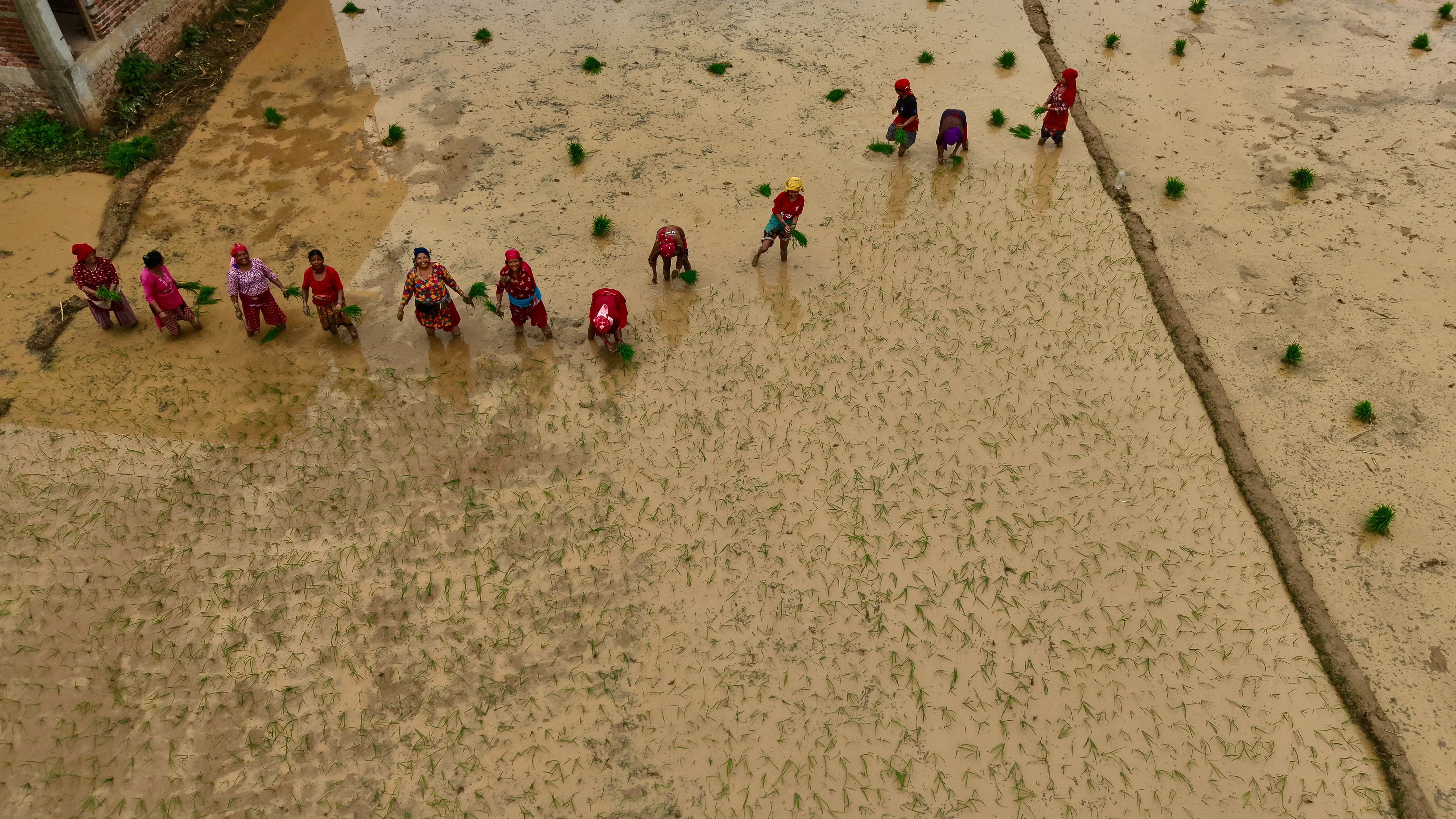 Nuwakot-Dhading-Gagate_Rice-field_NPL8-1784092918.jpeg