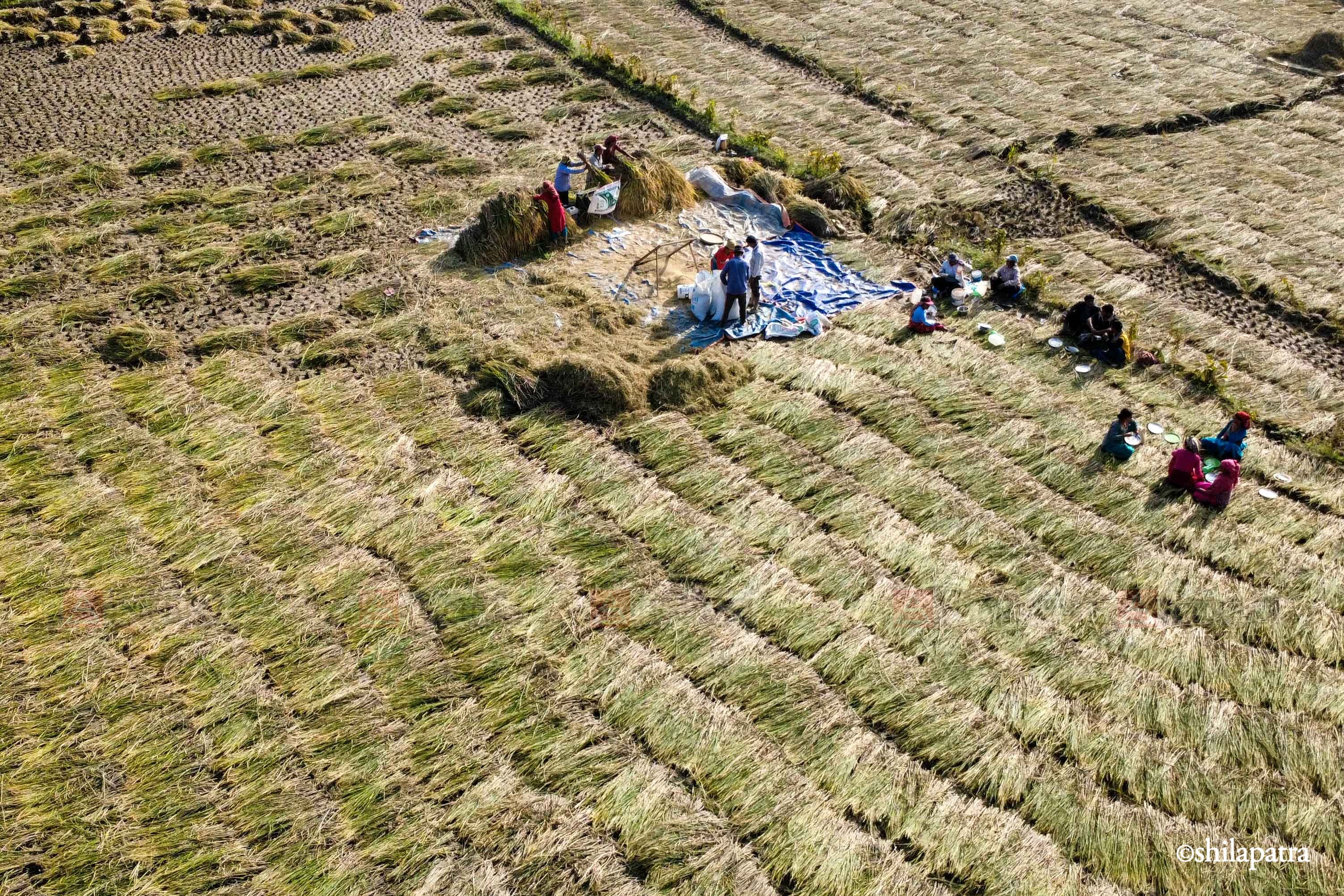 Paddy-Field-Bhakrapur---2143-1792060727.jpg