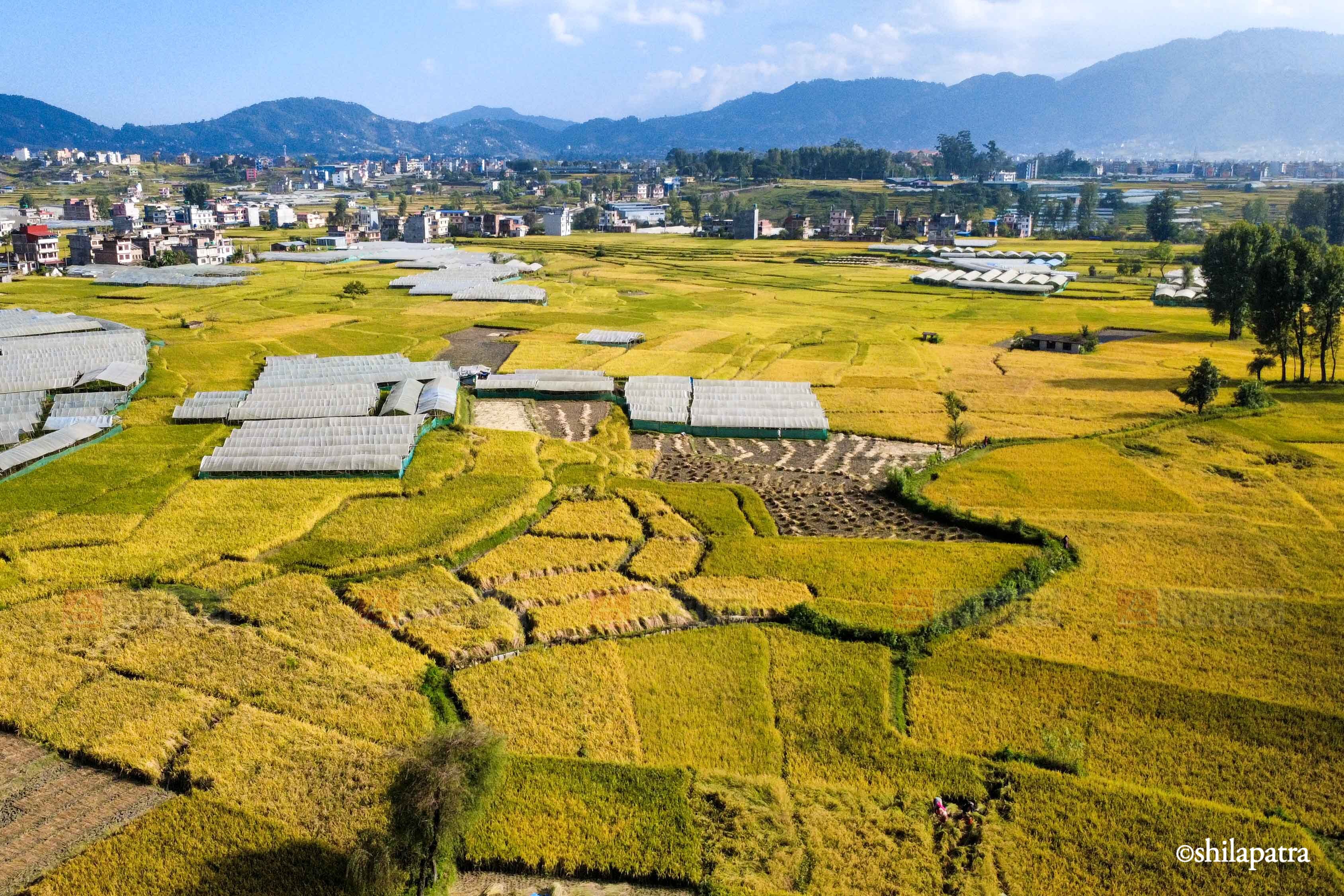 Paddy-Field-Bhakrapur---2144-1792060727.jpg