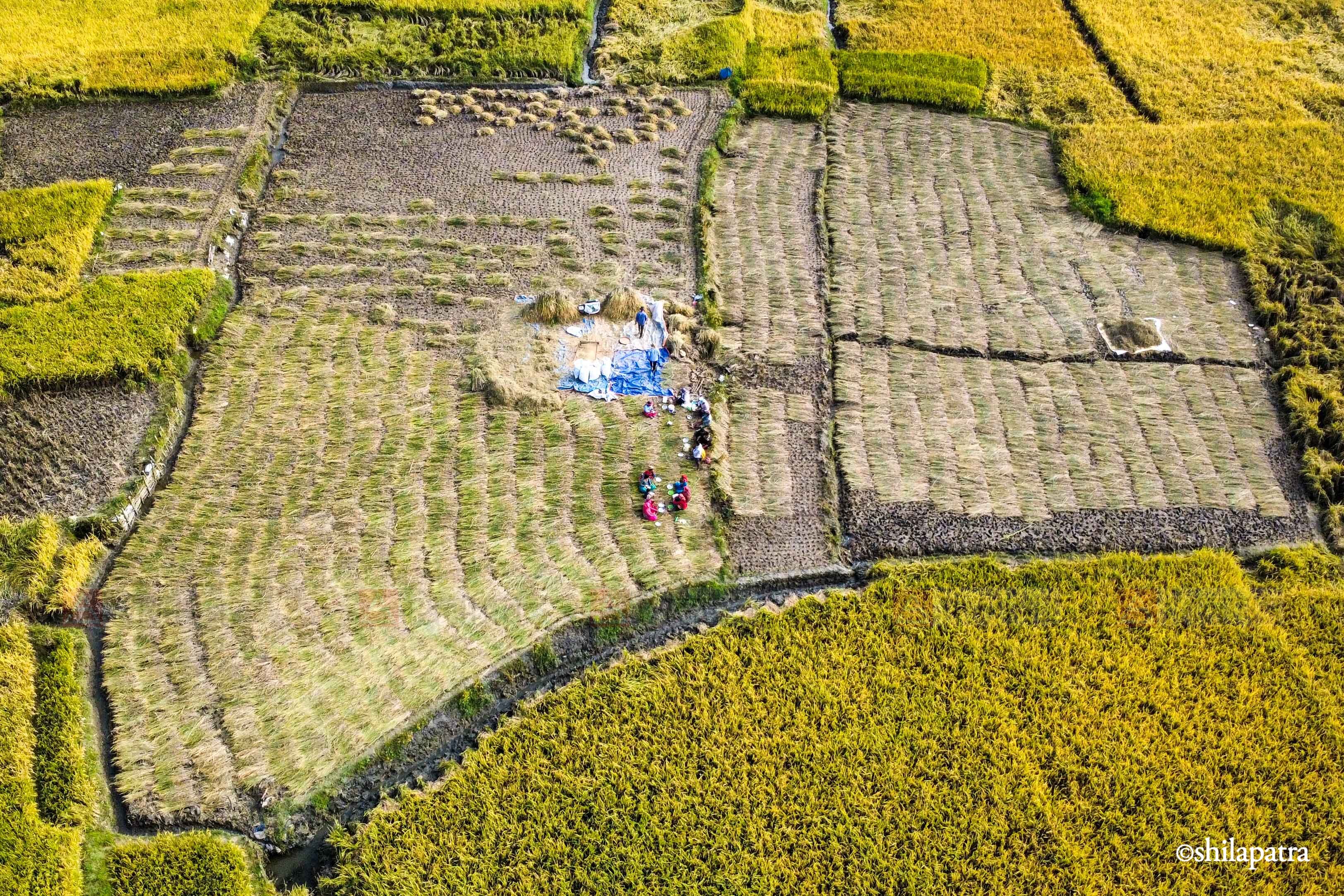 Paddy-Field-Bhakrapur---2145-1792060728.jpg