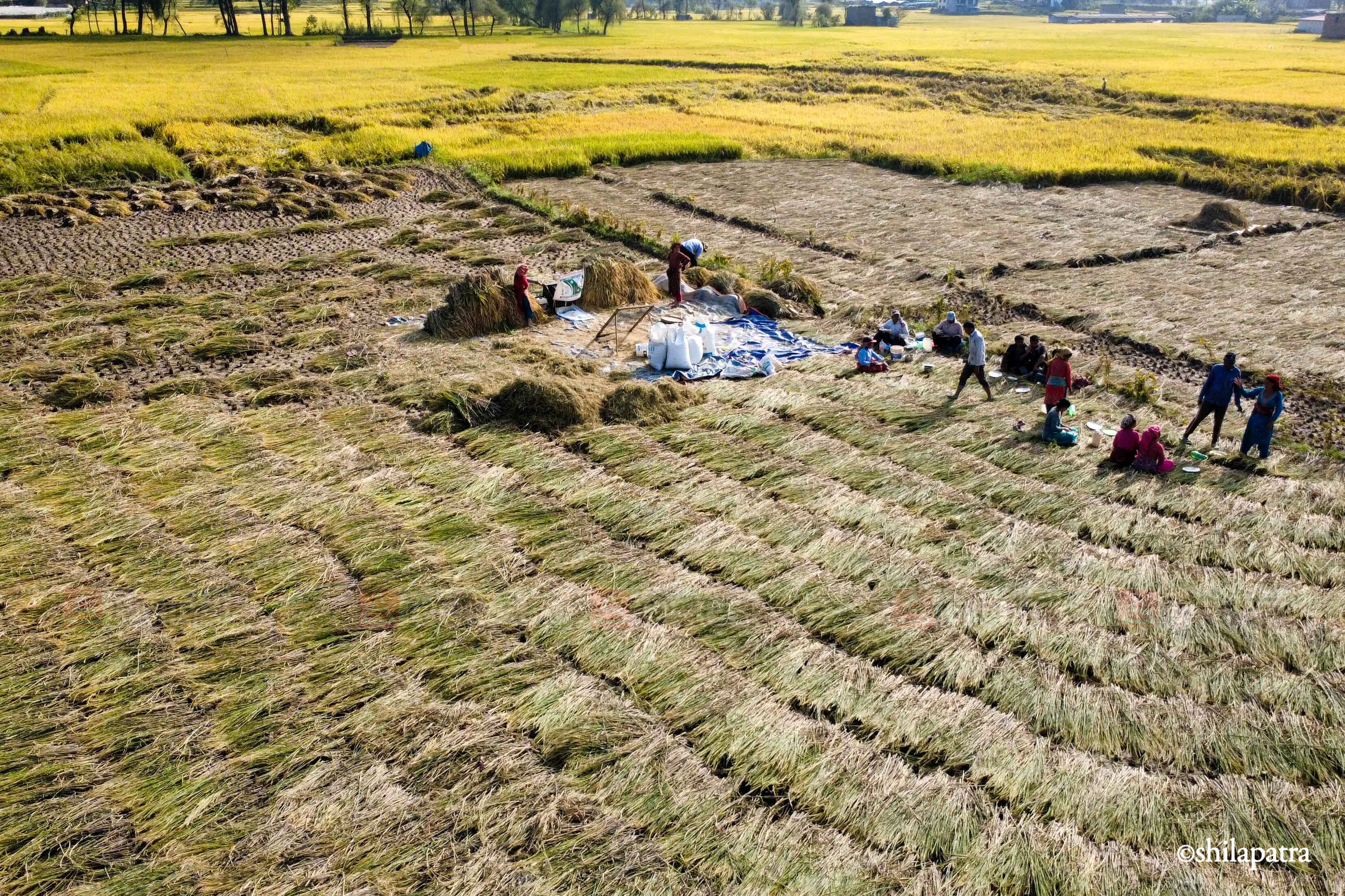Paddy-Field-Bhakrapur---2146-1792060728.jpg