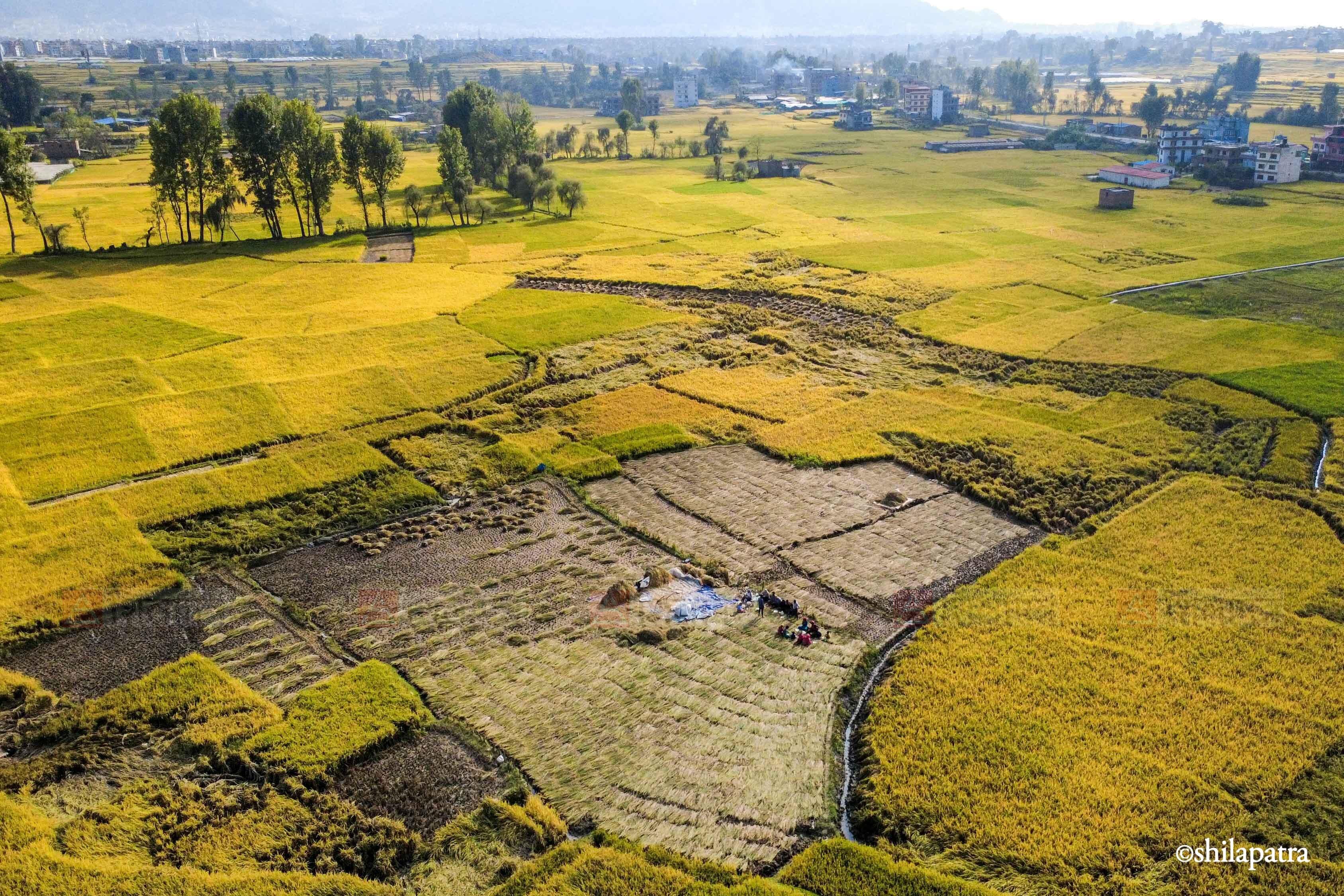 Paddy-Field-Bhakrapur---2147-1792060730.jpg