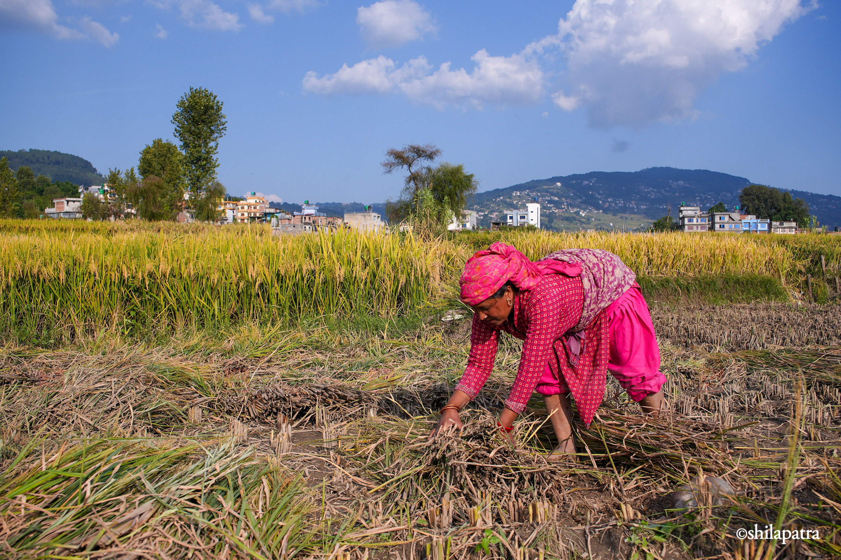 Paddy-Field-Bhakrapur---2148-1792060730.jpg
