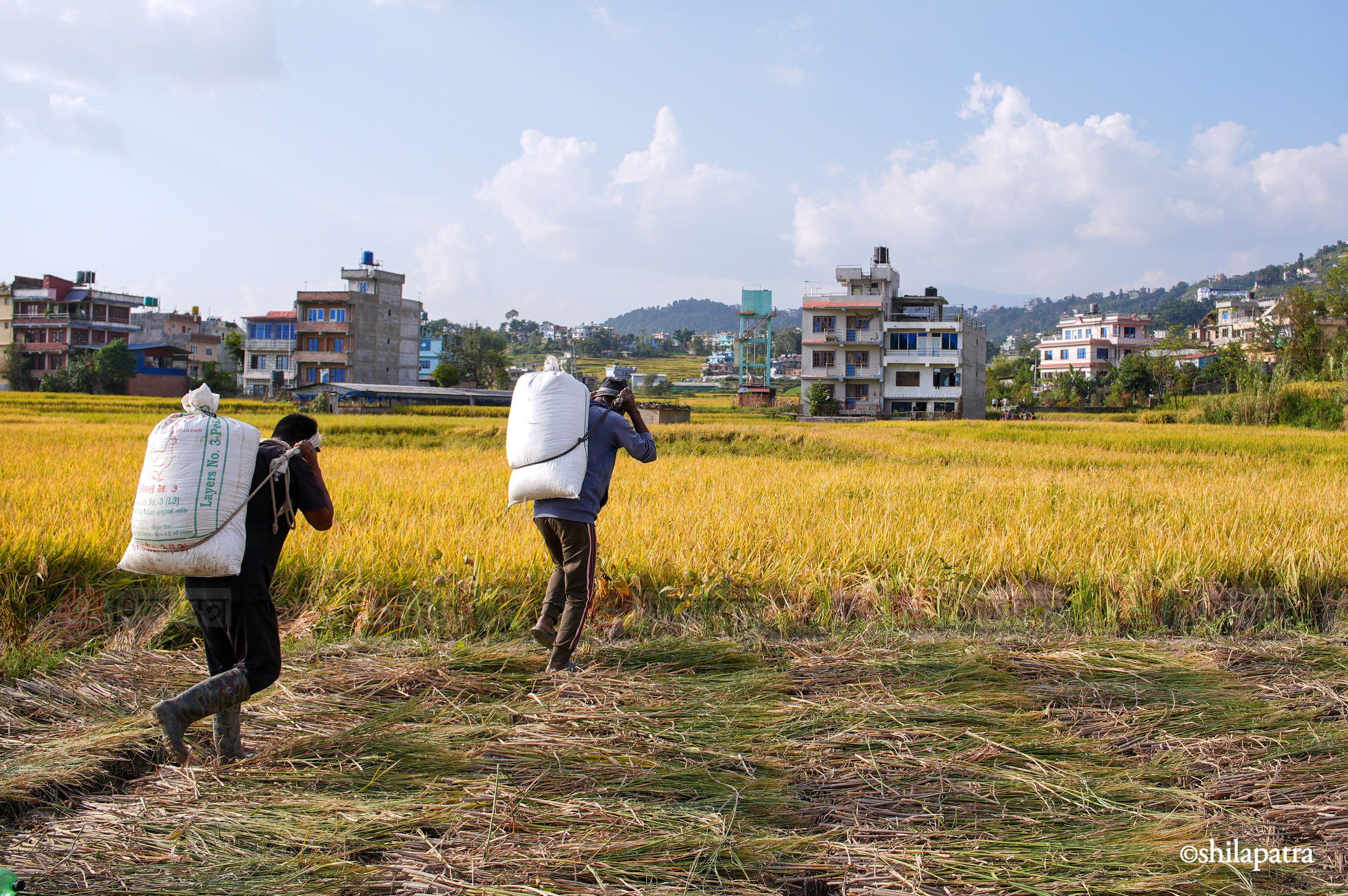 Paddy-Field-Bhakrapur---2149-1792060731.jpg