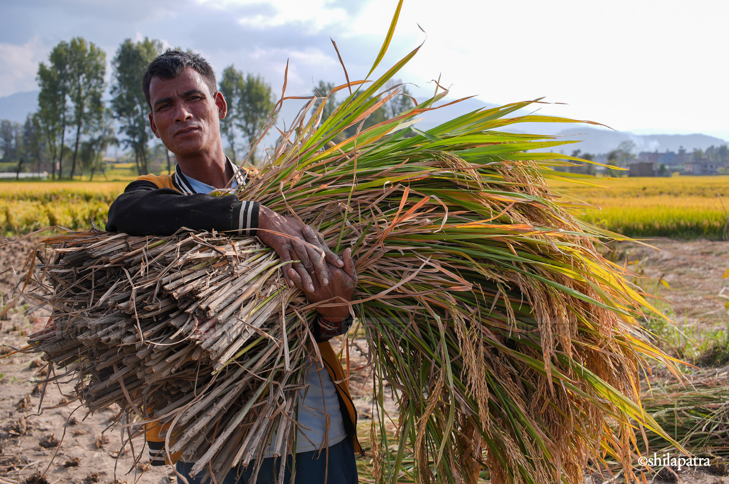 Paddy-Field-Bhakrapur---2150-1792060731.jpg