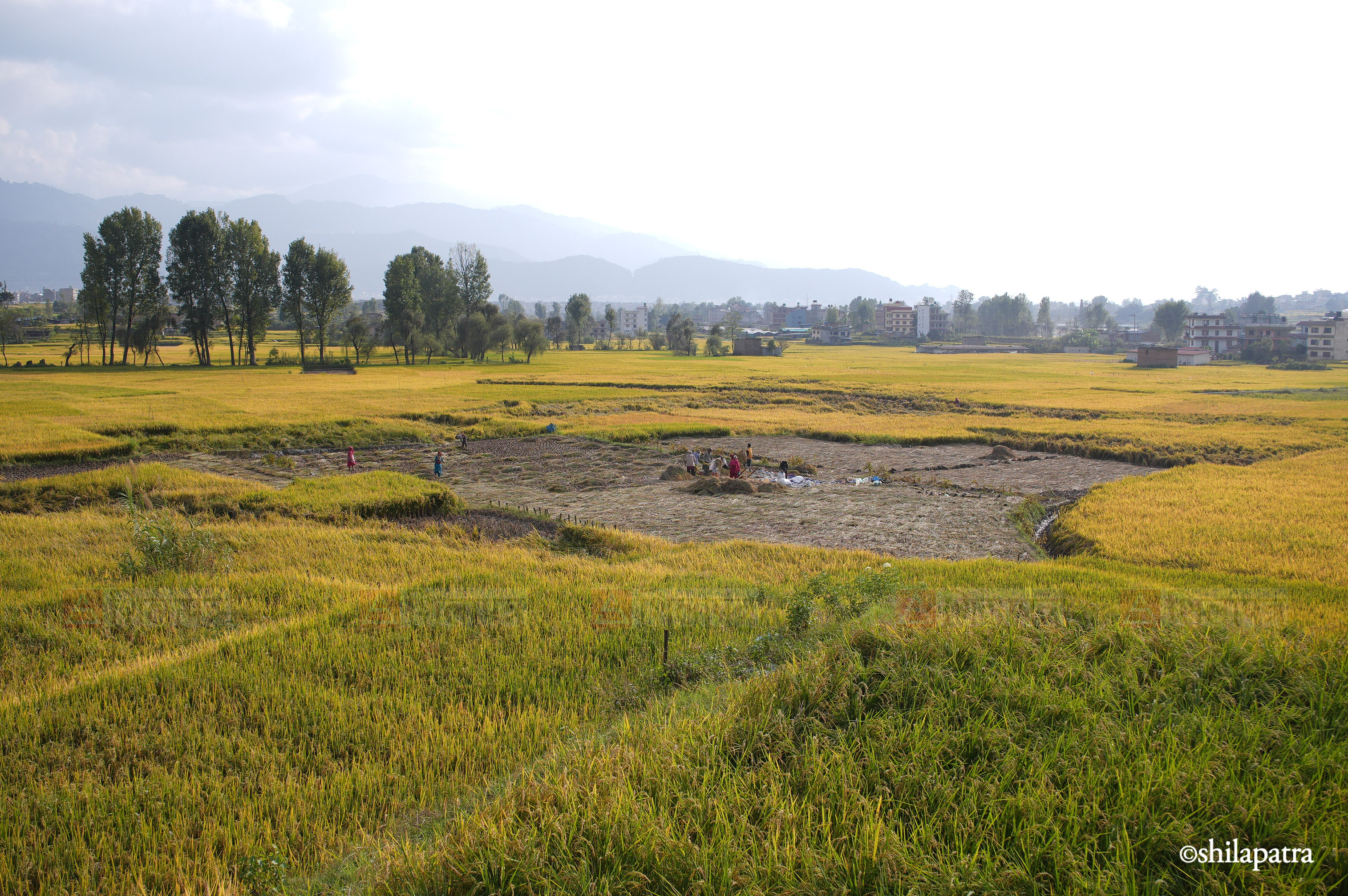 Paddy-Field-Bhakrapur---2152-1792060733.jpg