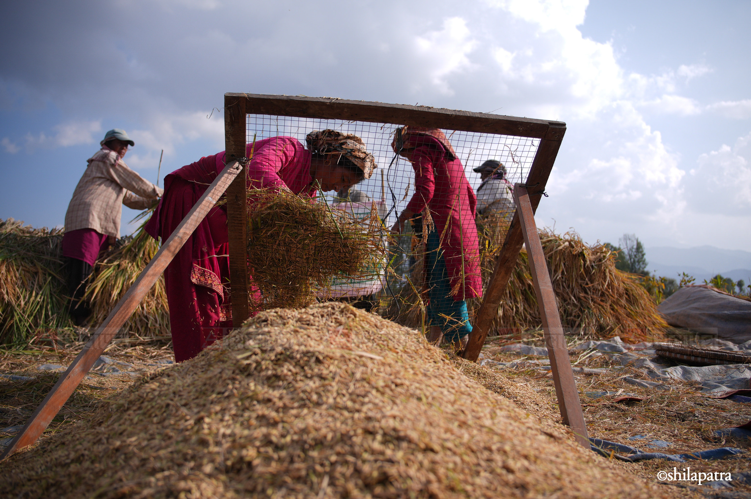 Paddy-Field-Bhakrapur---2154-1792060735.jpg
