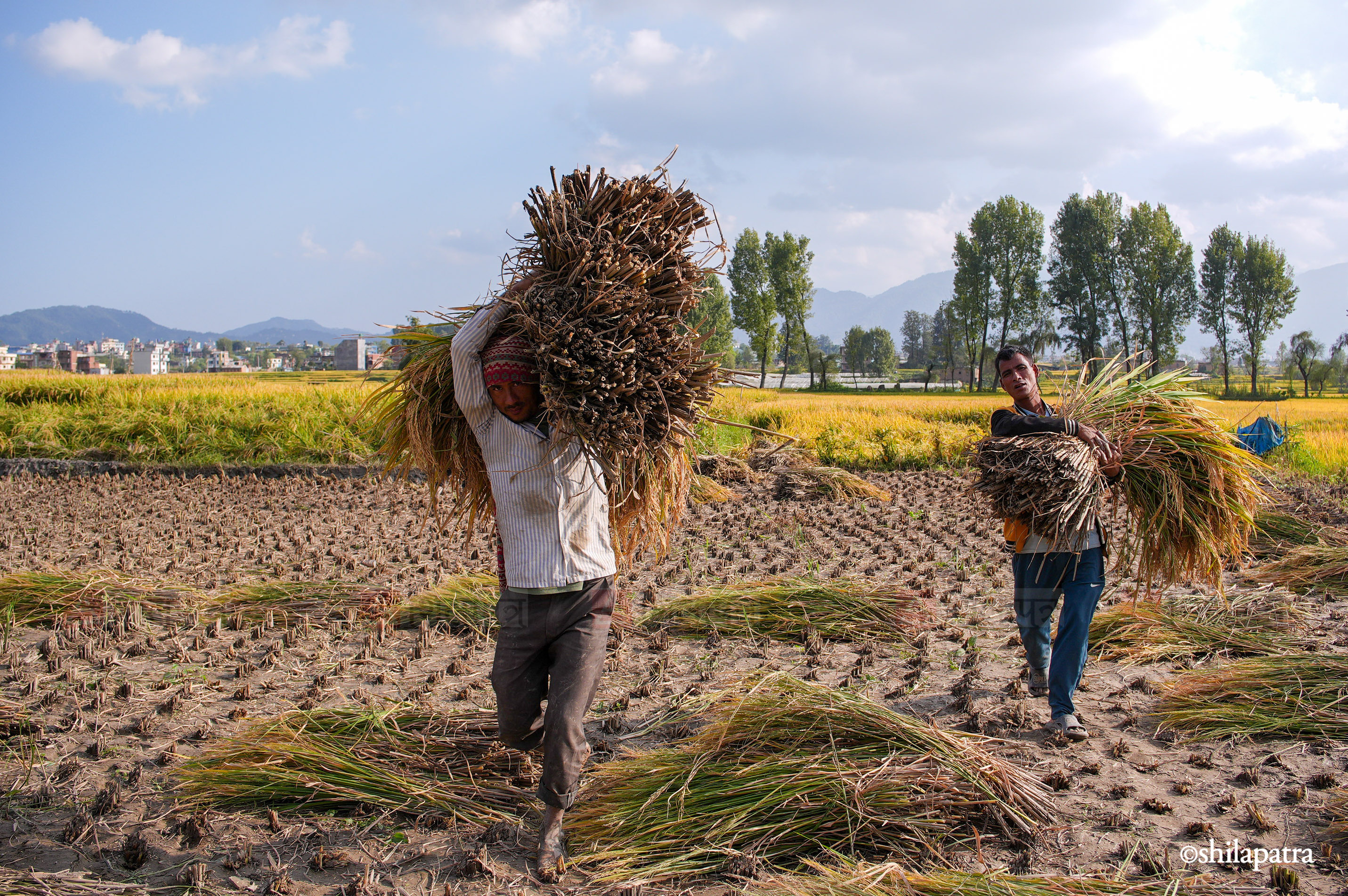 Paddy-Field-Bhakrapur---2156-1792060736.jpg