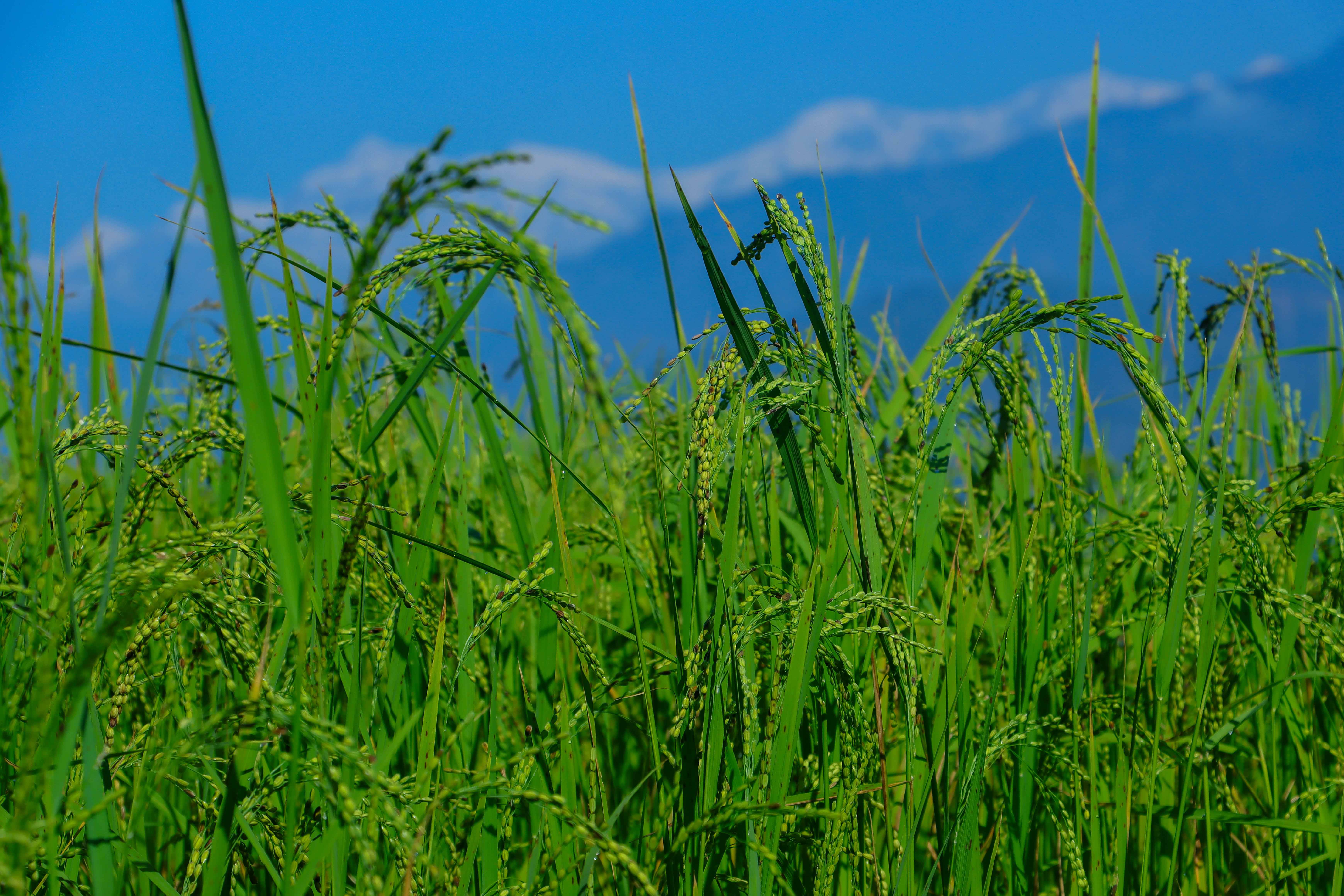 Paddy-and-Millet-Photos-Parbat_NPL-02-1792733320.JPG