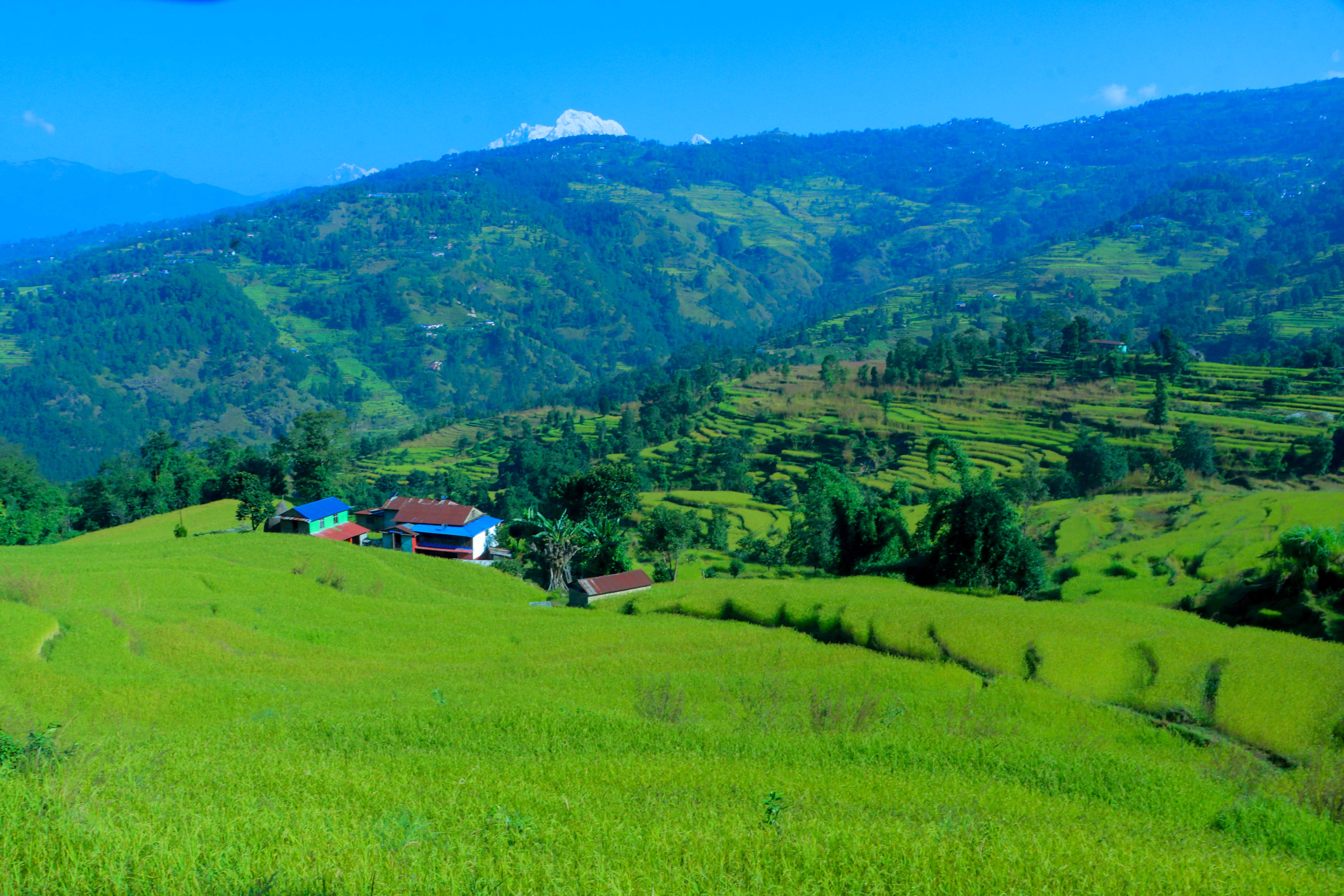 Paddy-and-Millet-Photos-Parbat_NPL-03-1792733320.JPG