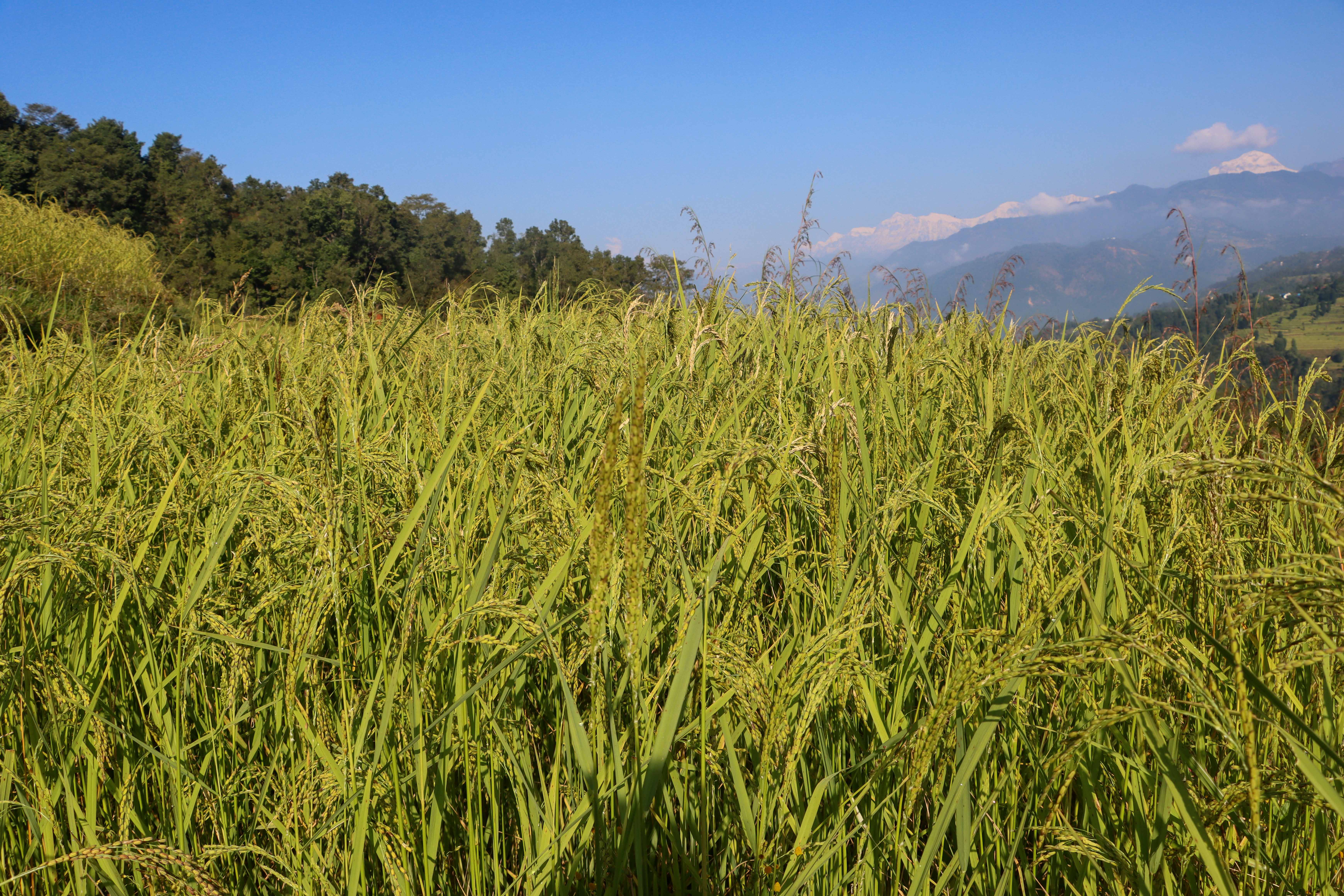 Paddy-and-Millet-Photos-Parbat_NPL-04-1792733326.JPG