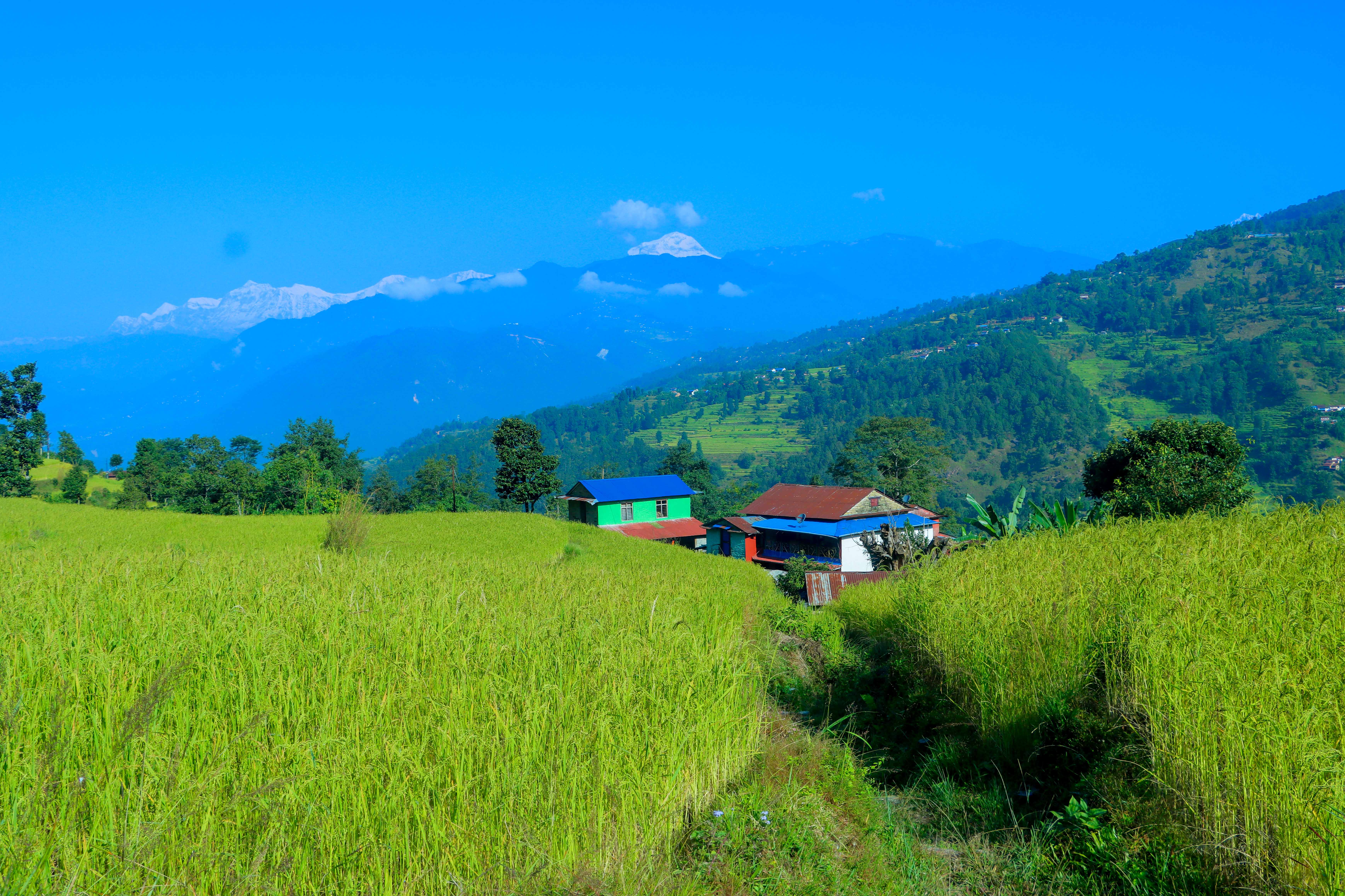 Paddy-and-Millet-Photos-Parbat_NPL-05-1792733326.JPG