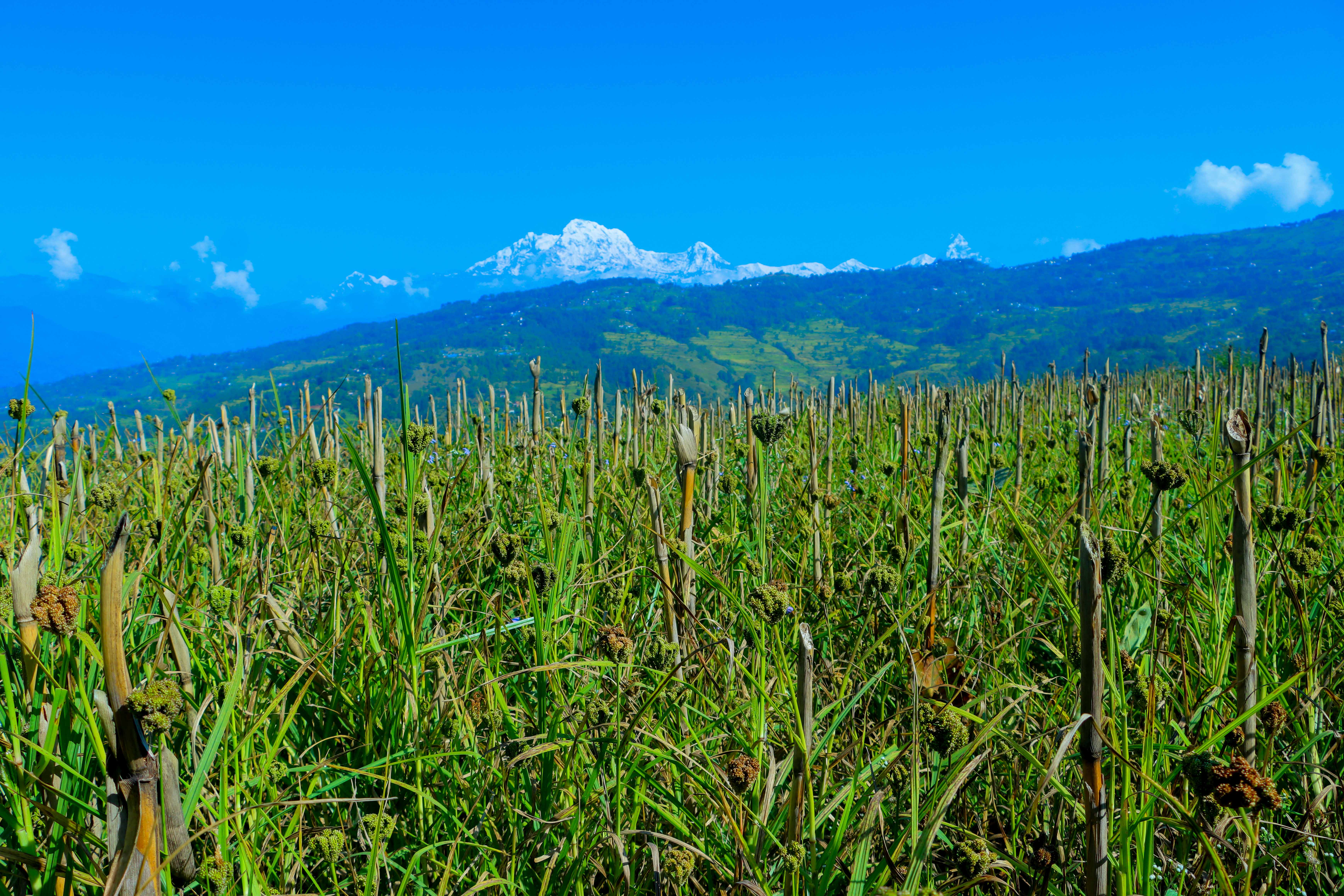 Paddy-and-Millet-Photos-Parbat_NPL-06-1792733332.JPG
