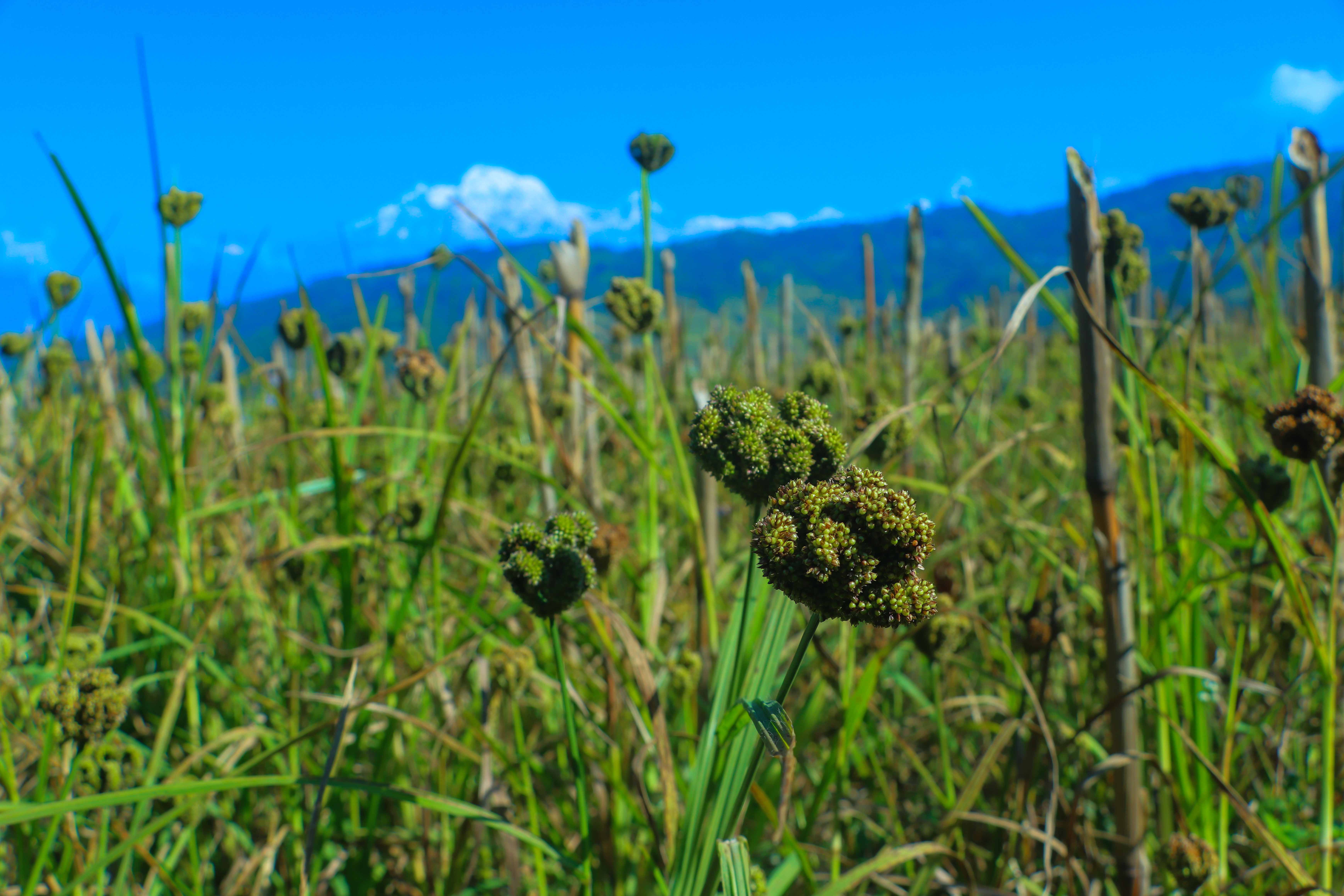 Paddy-and-Millet-Photos-Parbat_NPL-07-1792733332.JPG