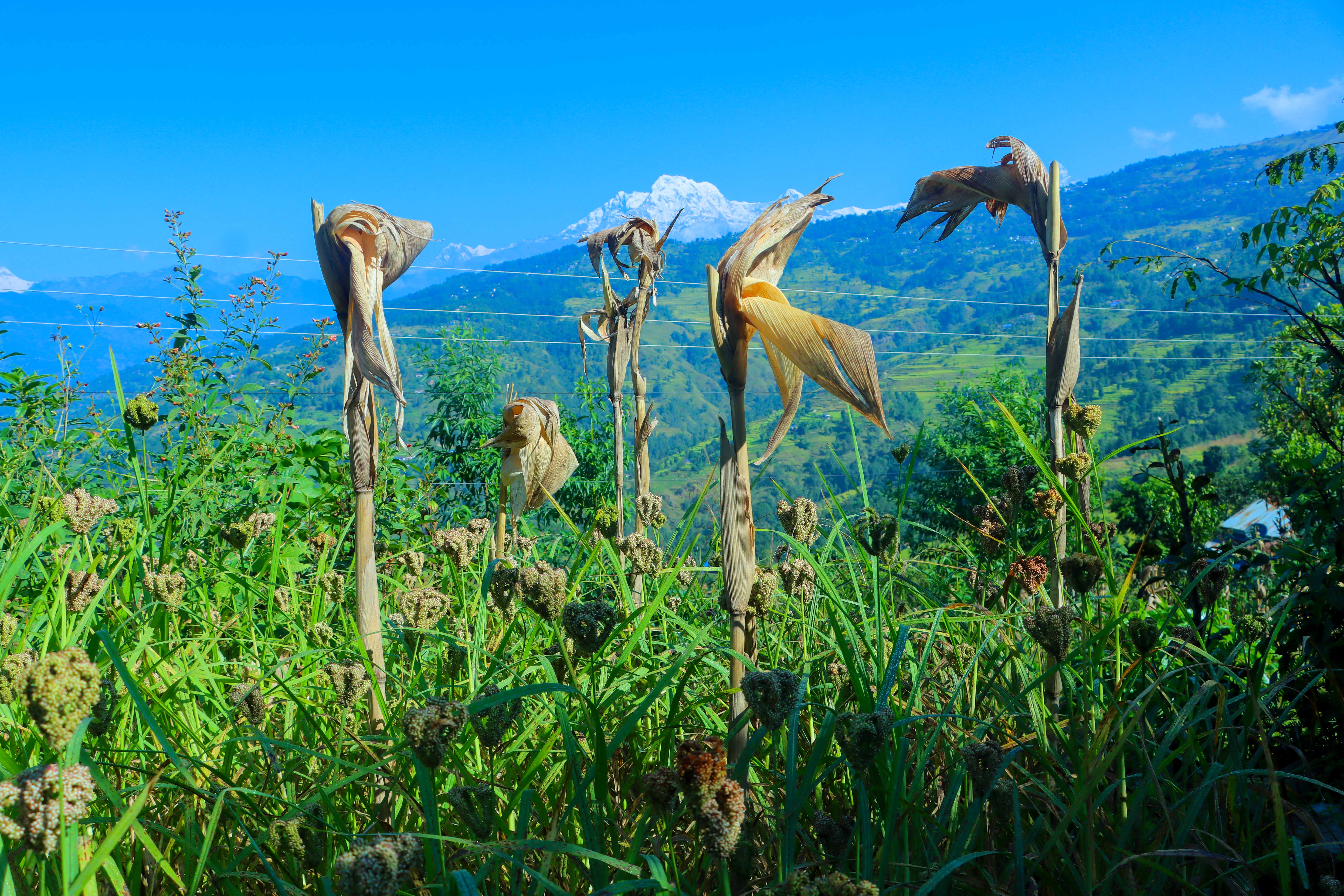 Paddy-and-Millet-Photos-Parbat_NPL-08-1792733338.JPG