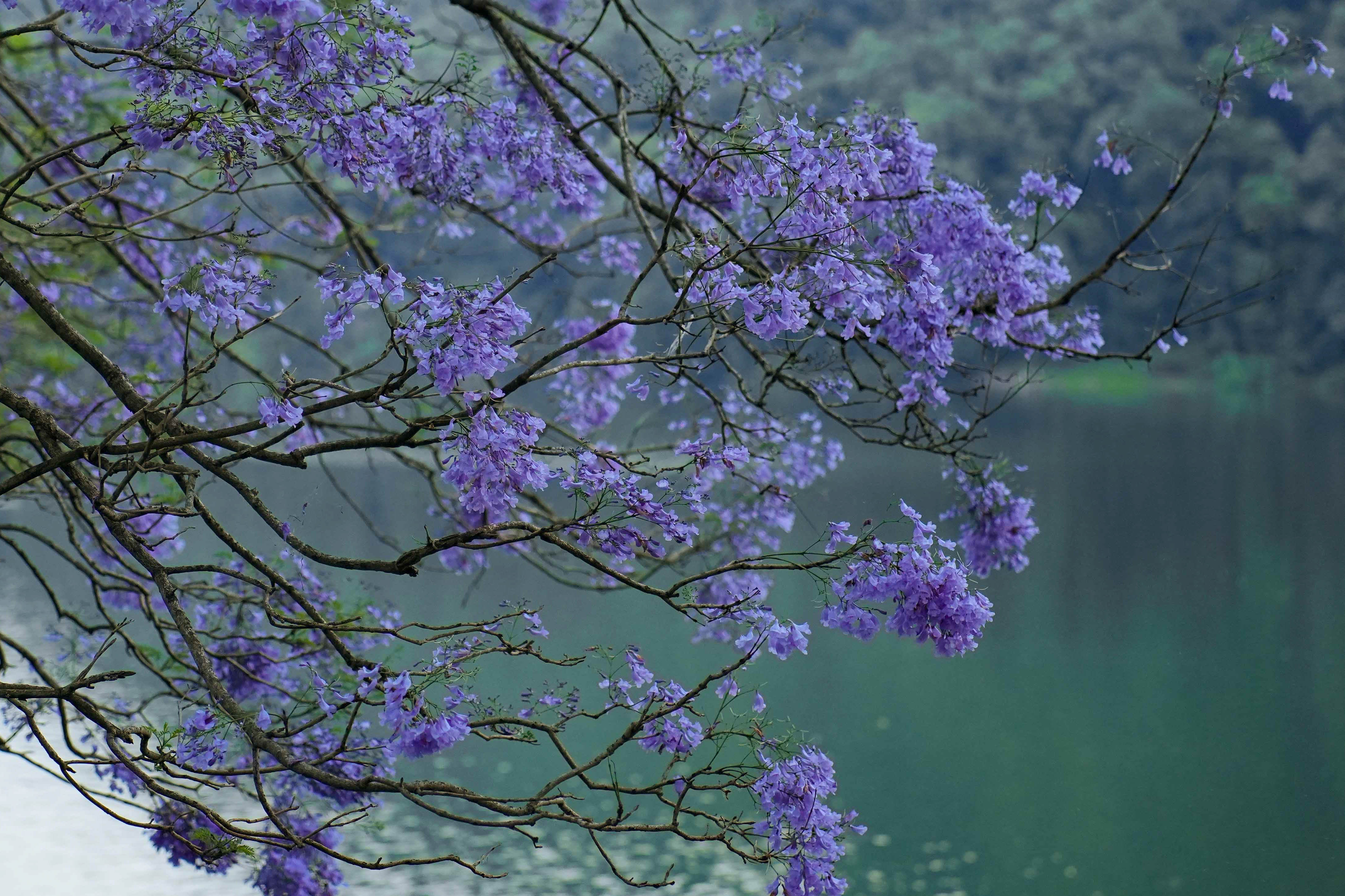 Pokhara-Jacaranda--116-1778642252.jpg