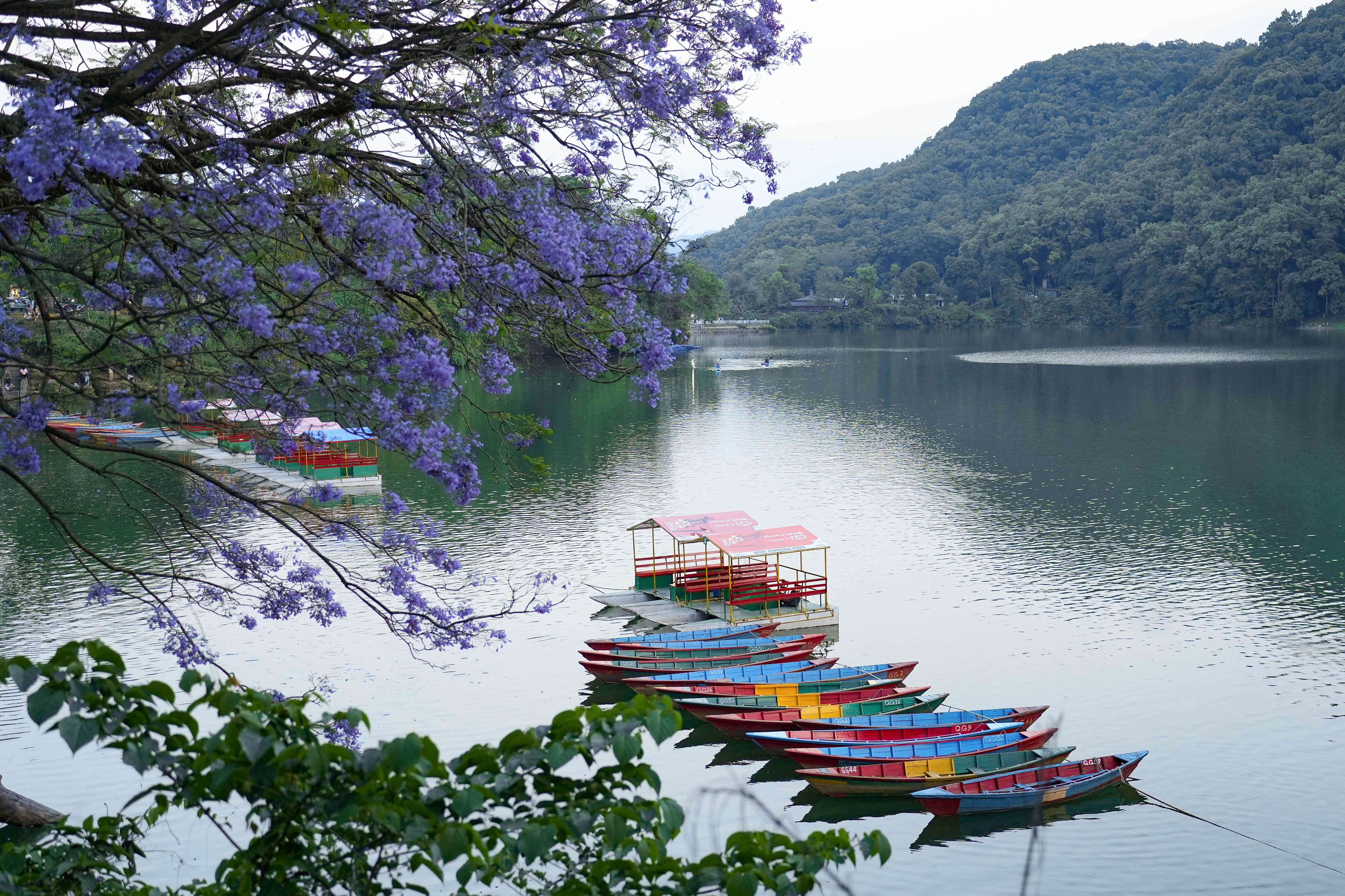 Pokhara-Jacaranda--117-1778642283.jpg