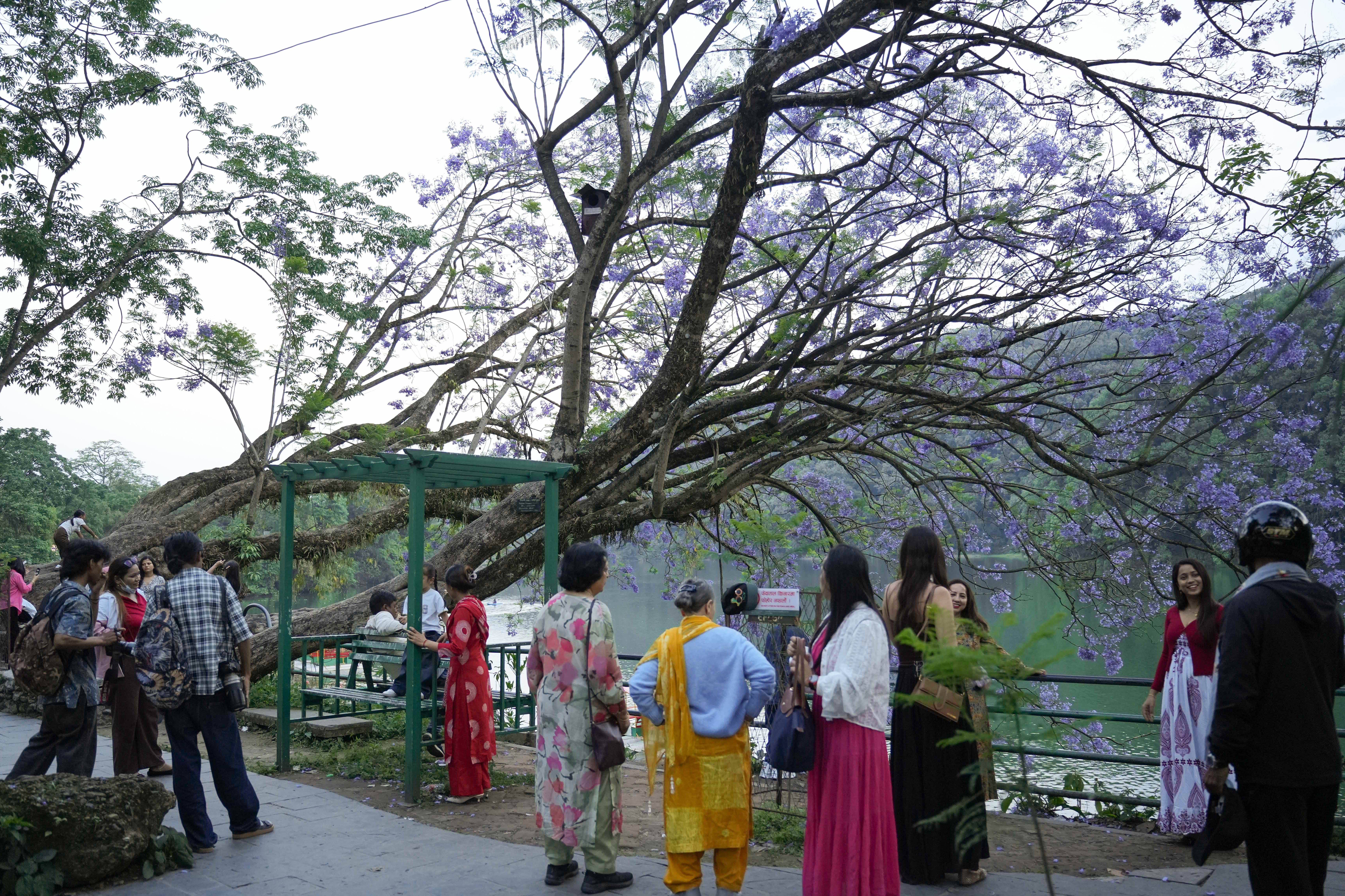 Pokhara-Jacaranda--120-1778642295.jpg