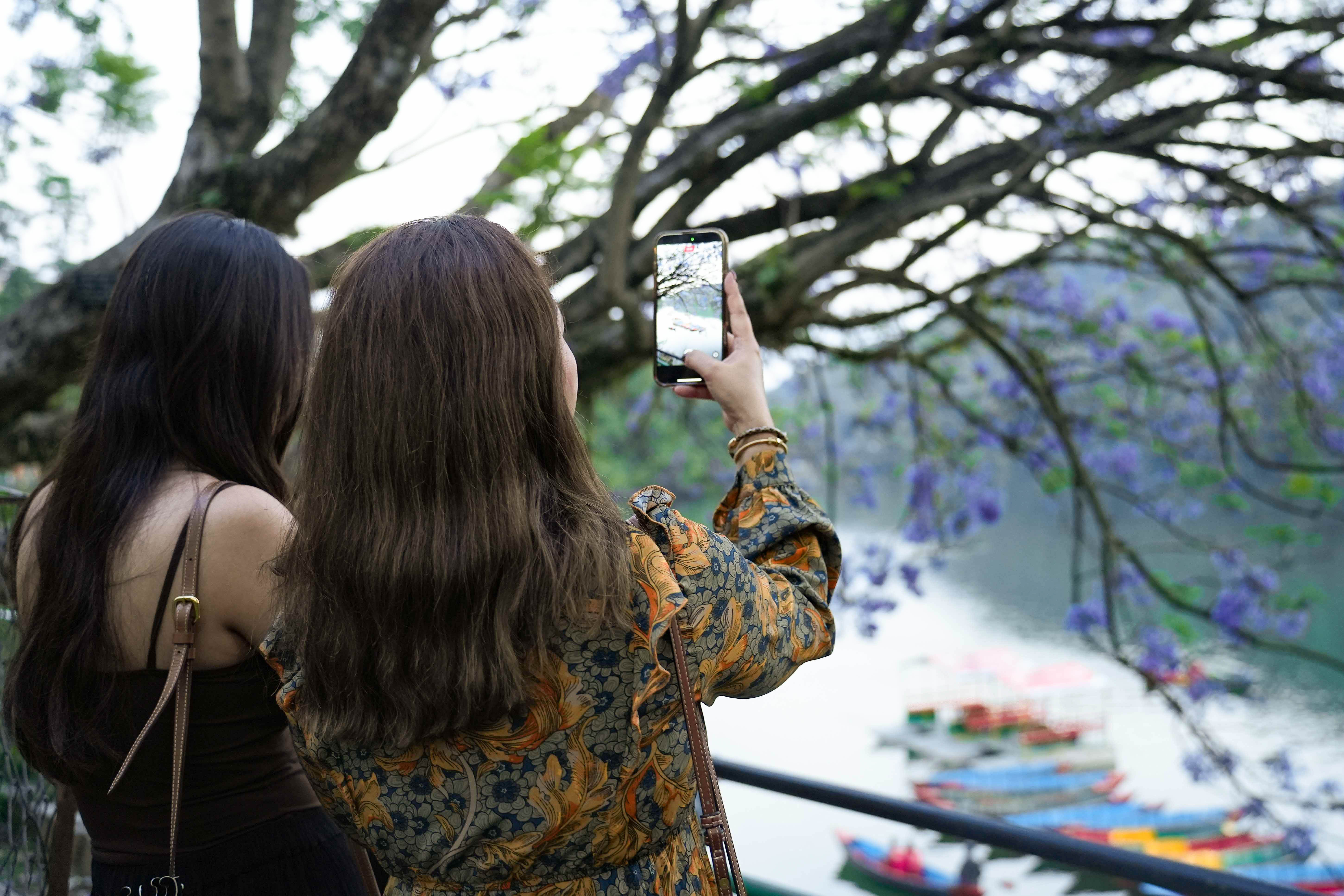 Pokhara-Jacaranda--122-1778642301.jpg