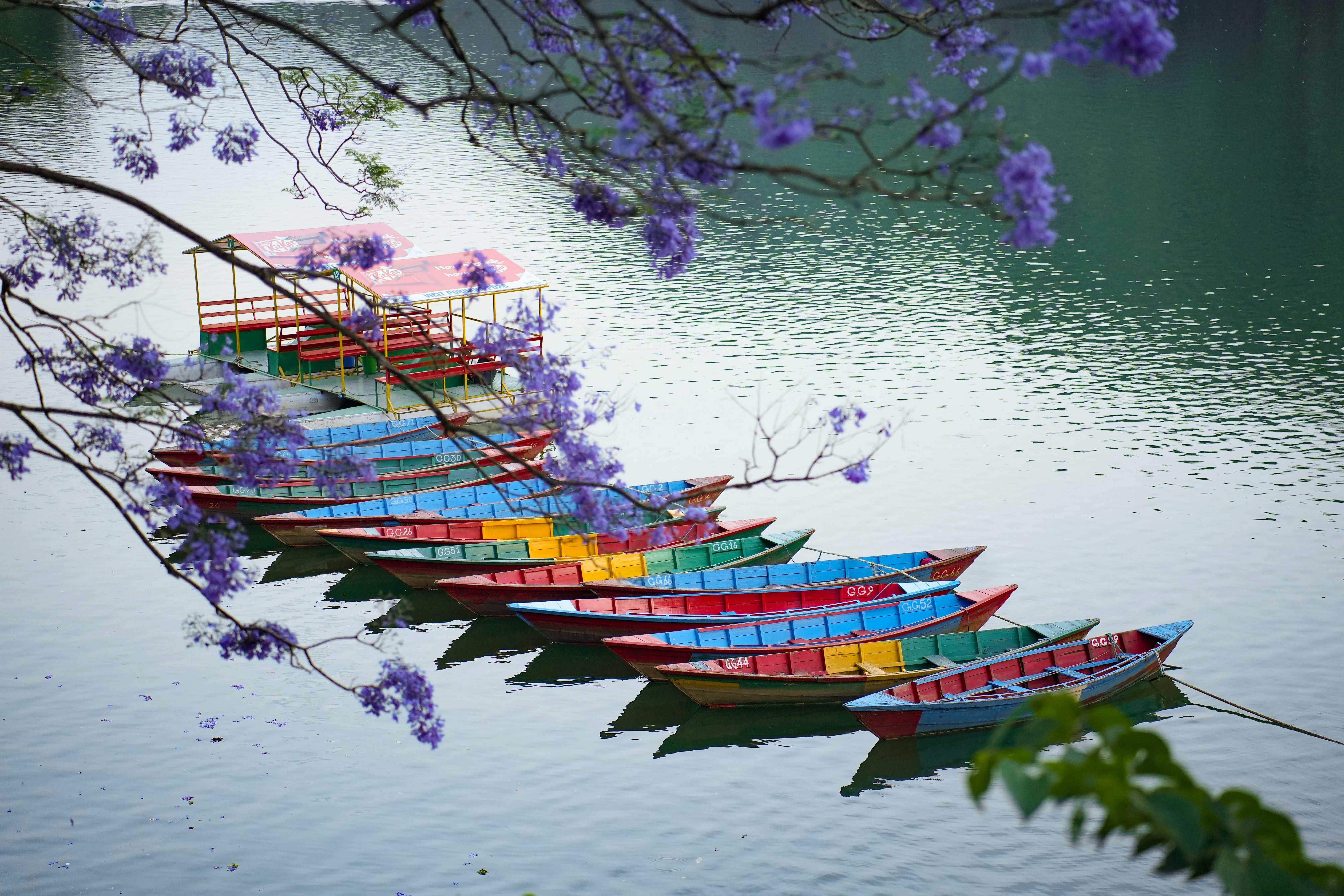 Pokhara-Jacaranda--123-1778642303.jpg