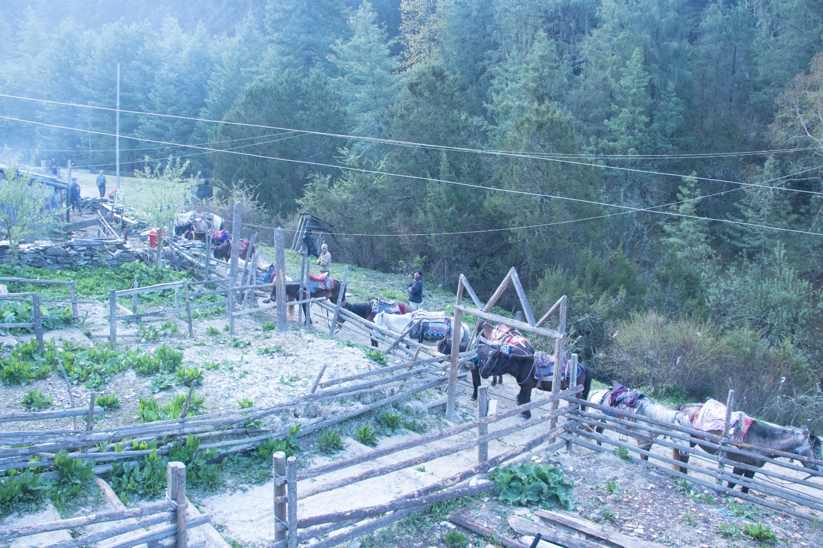 Rara-(8)-1747389689.jpeg