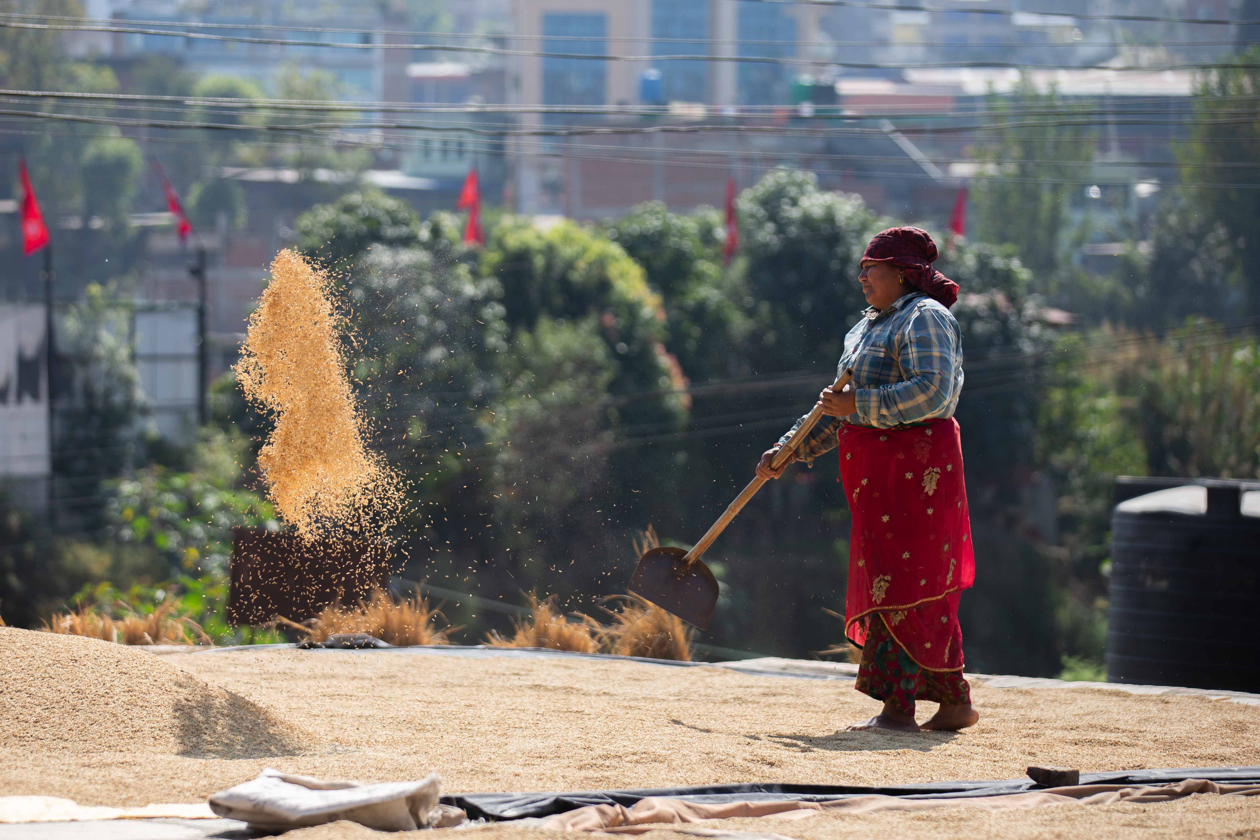 Rice_crop_20261025-11-1793177264.jpg