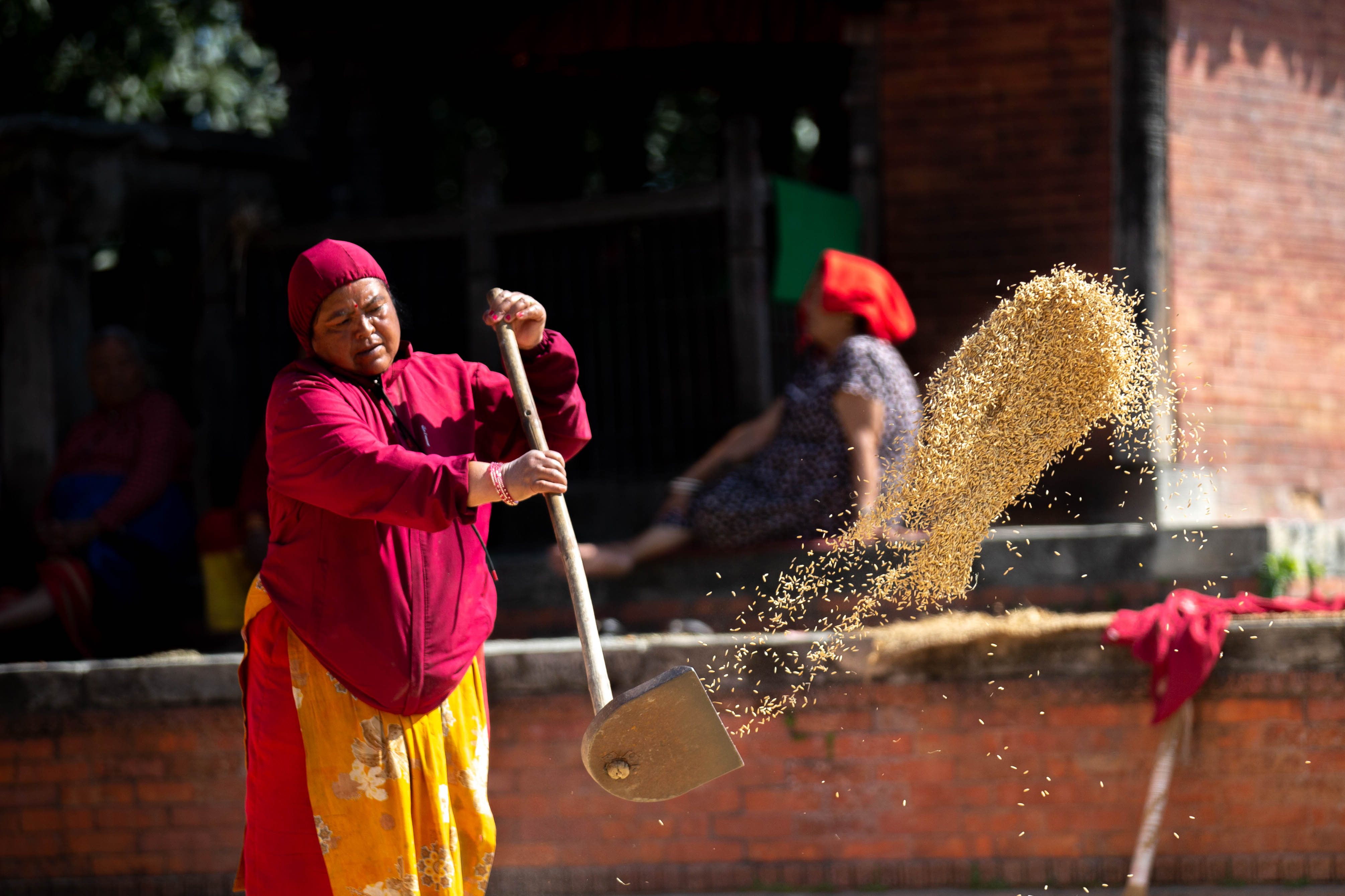 Rice_crop_20261025-12-1793177267.jpg