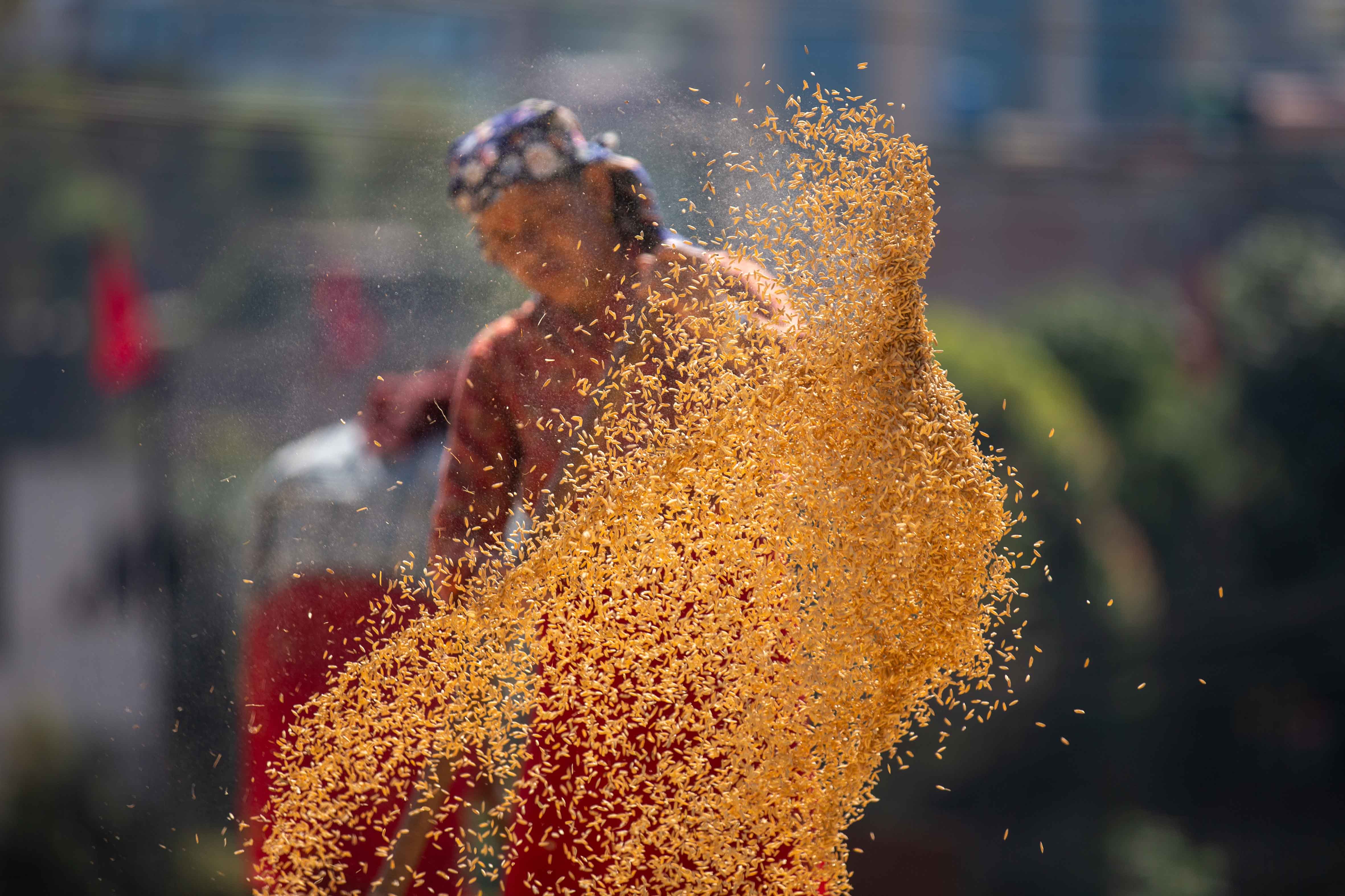 Rice_crop_20261025-13-1793177267.jpg