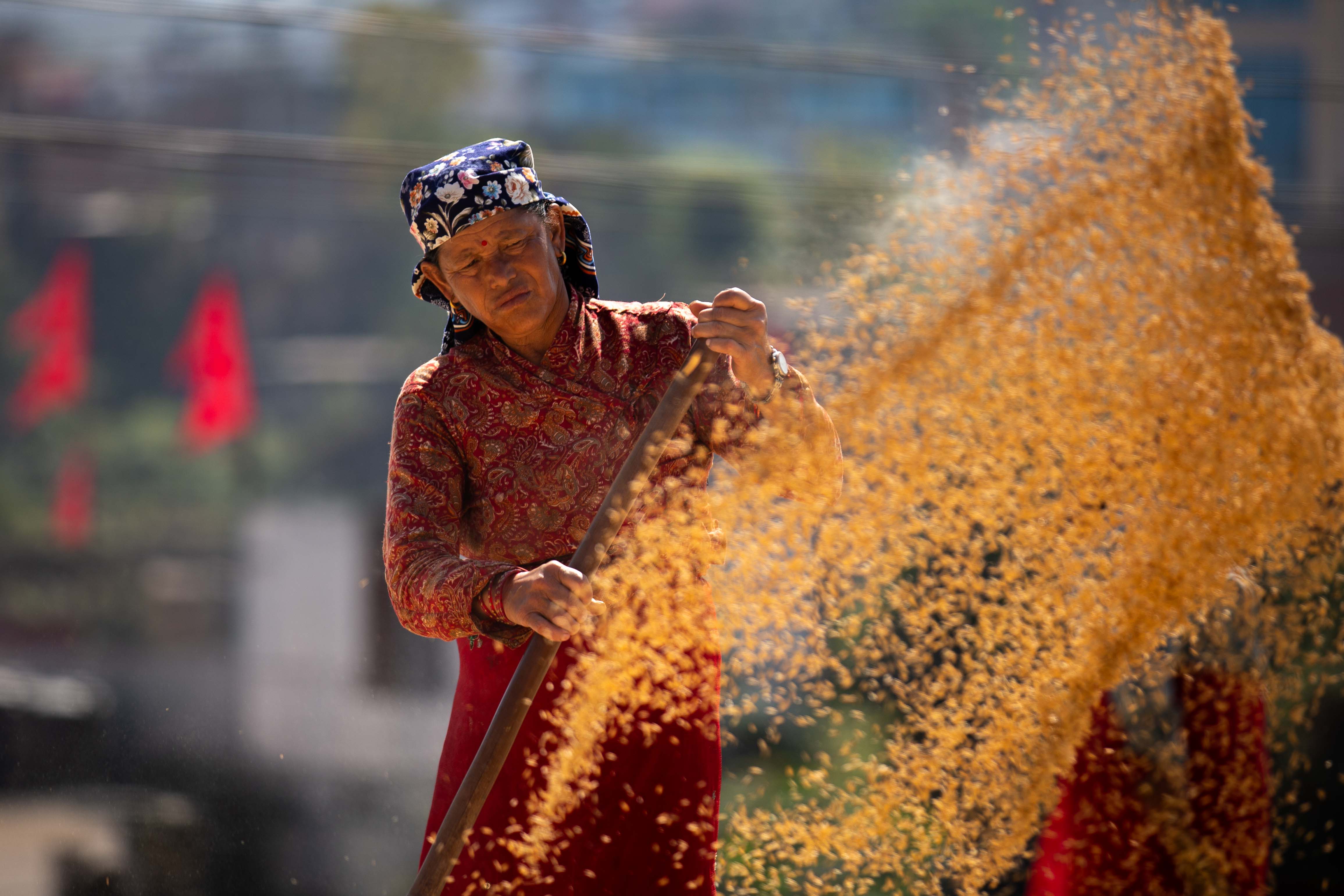 Rice_crop_20261025-14-1793177270.jpg