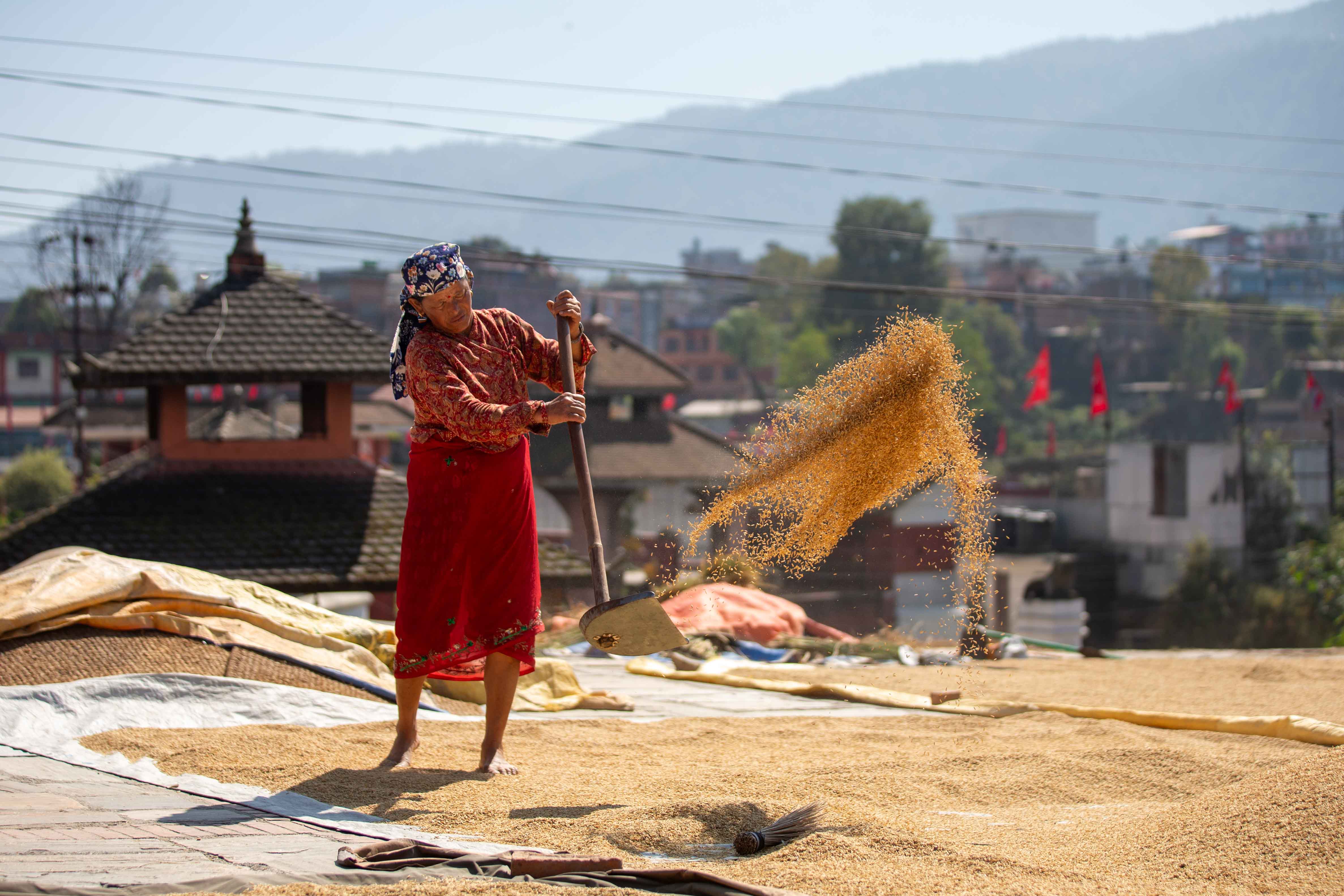 Rice_crop_20261025-15-1793177270.jpg