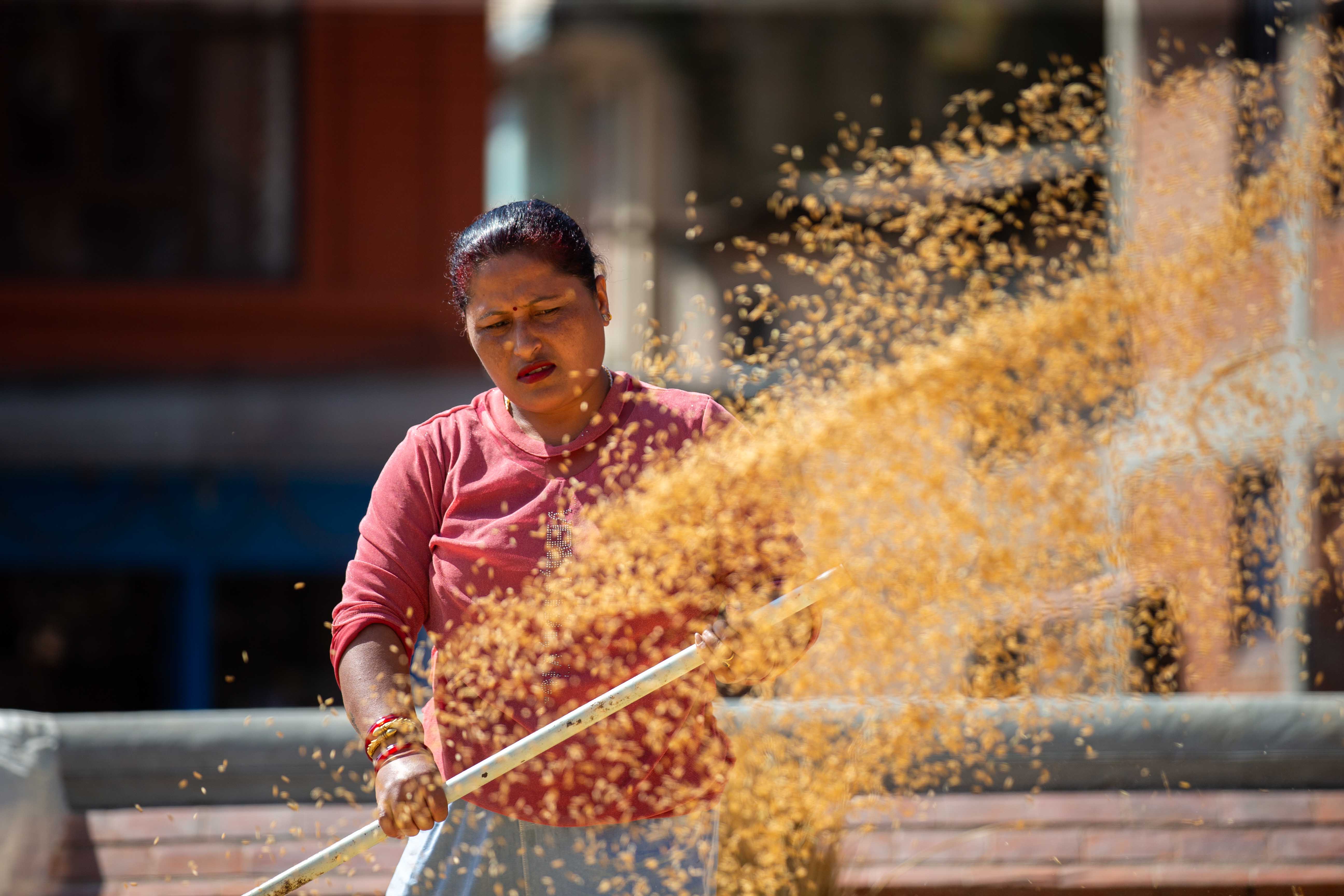 Rice_crop_20261025-16-1793177273.jpg