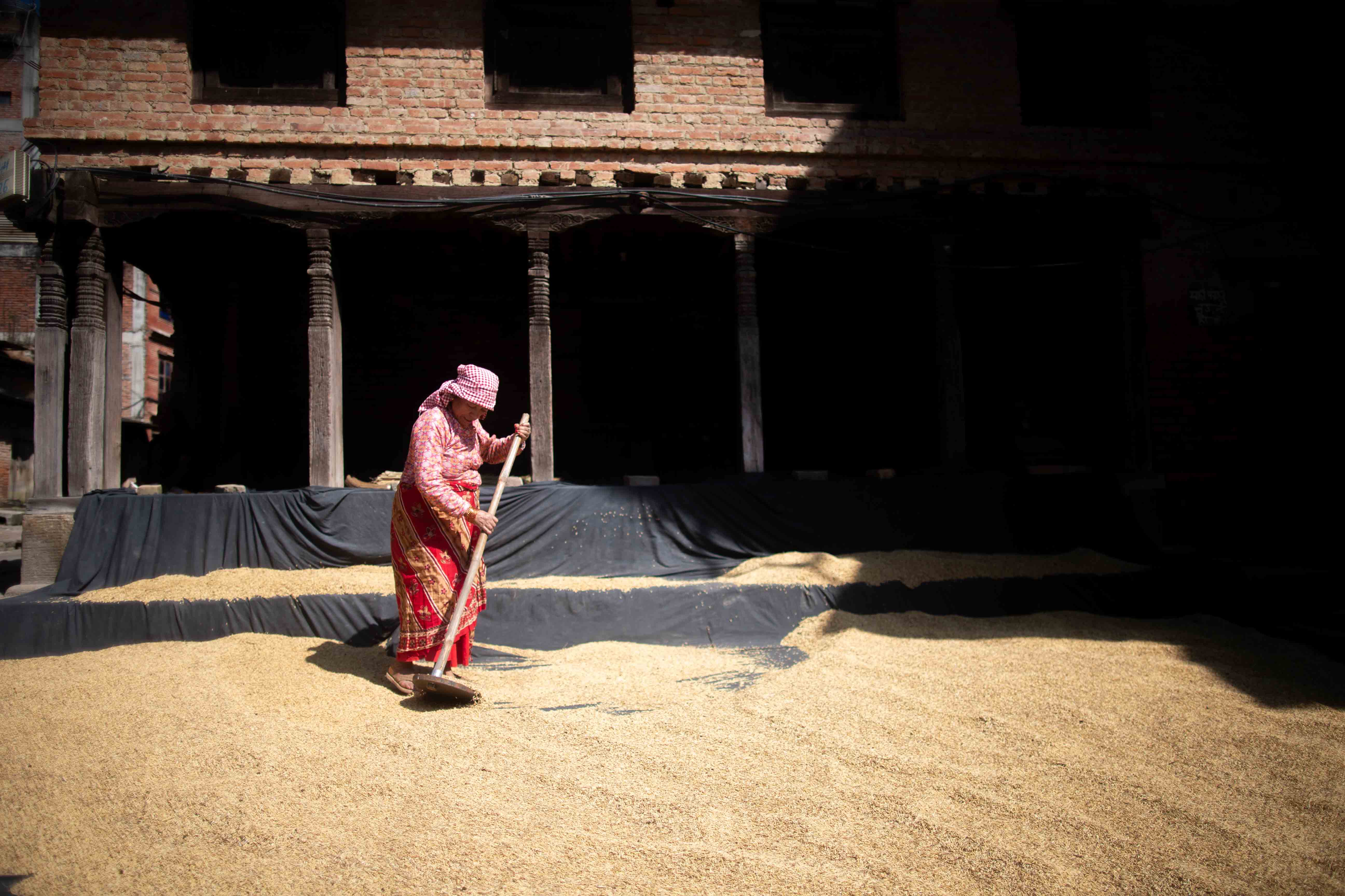 Rice_crop_20261025-1793177253.jpg