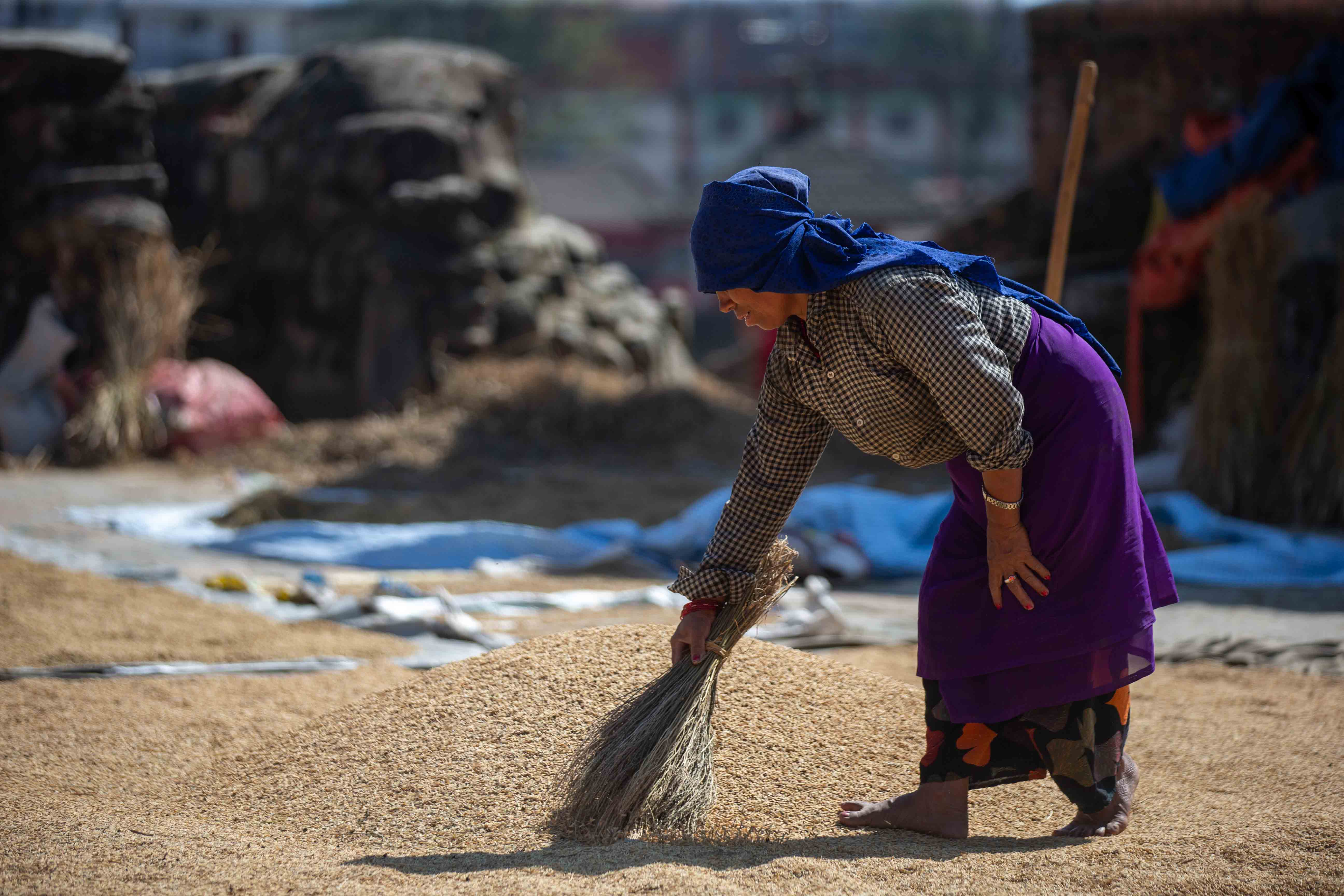 Rice_crop_20261025-6-1793177257.jpg