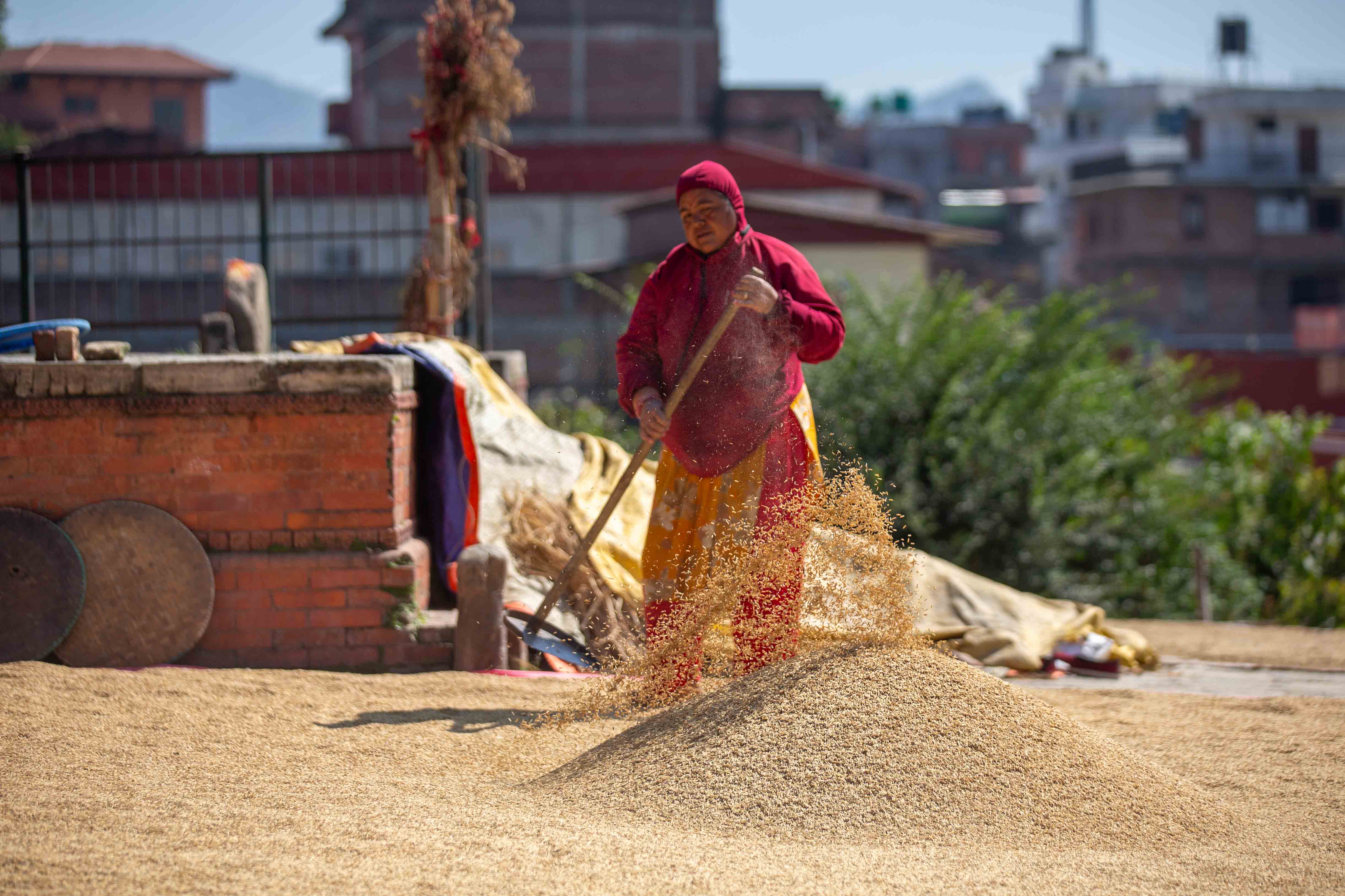 Rice_crop_20261025-8-1793177261.jpg