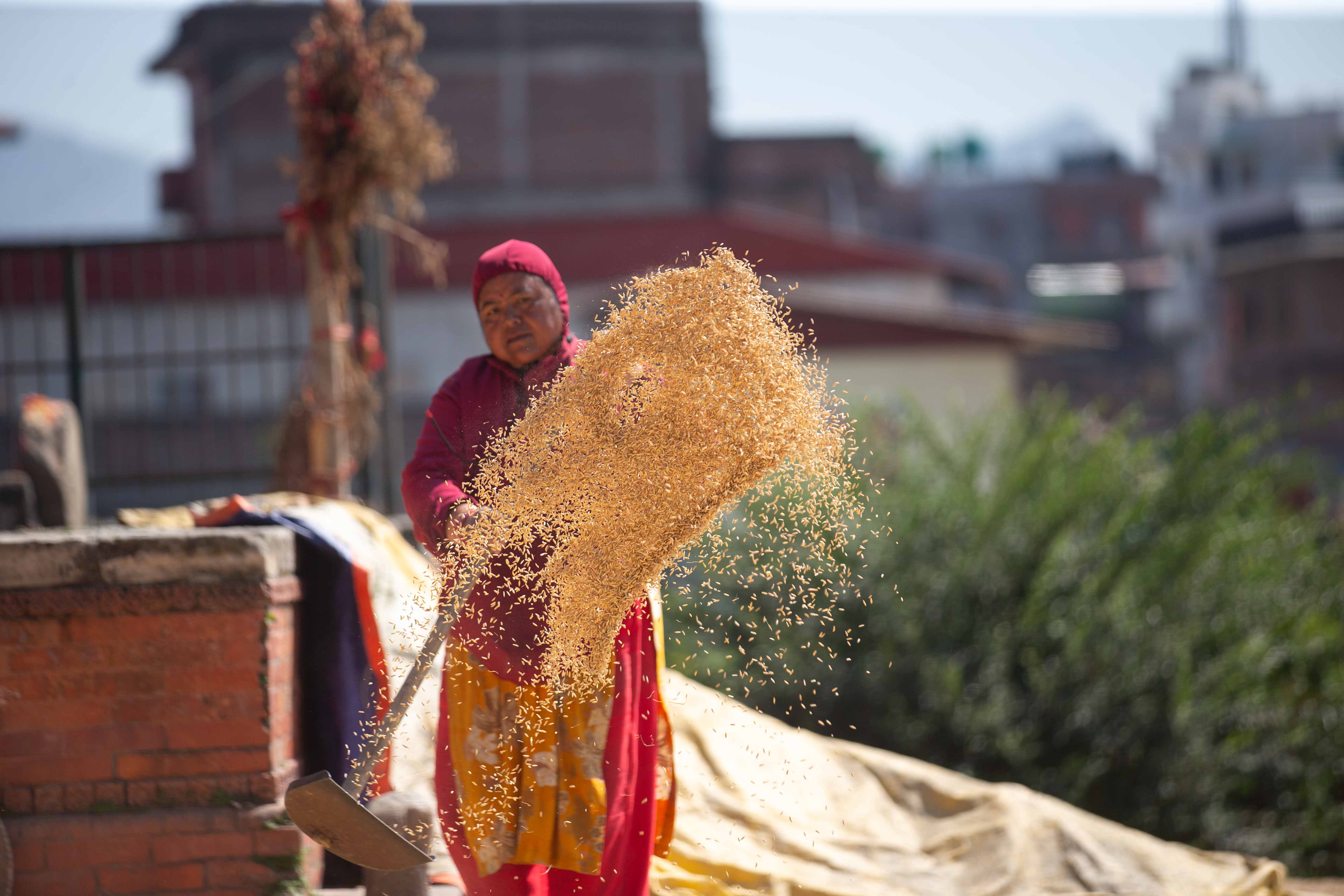 Rice_crop_20261025-9-1793177263.jpg