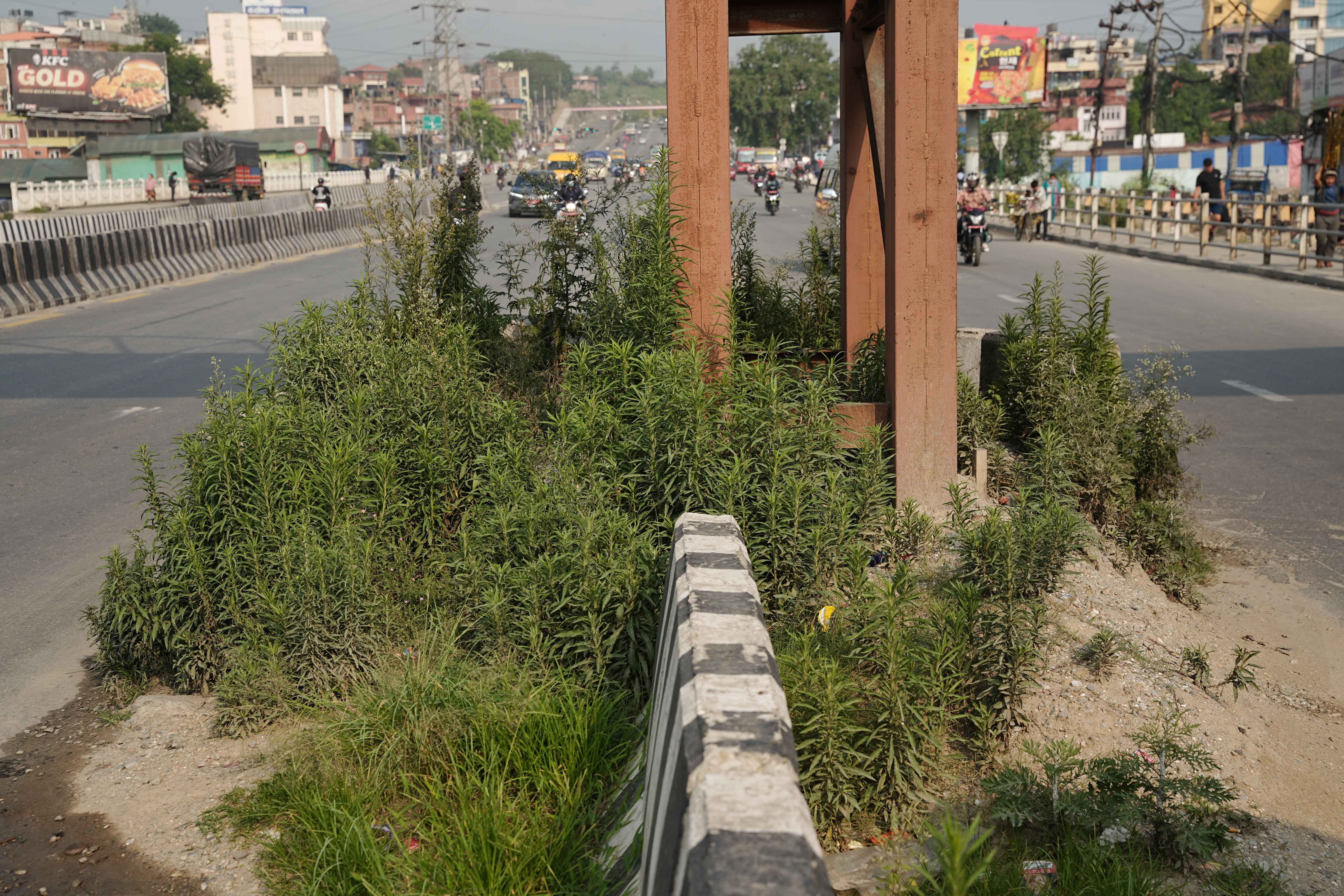 Ringroad_Bridge_-1617-1780974554.jpg