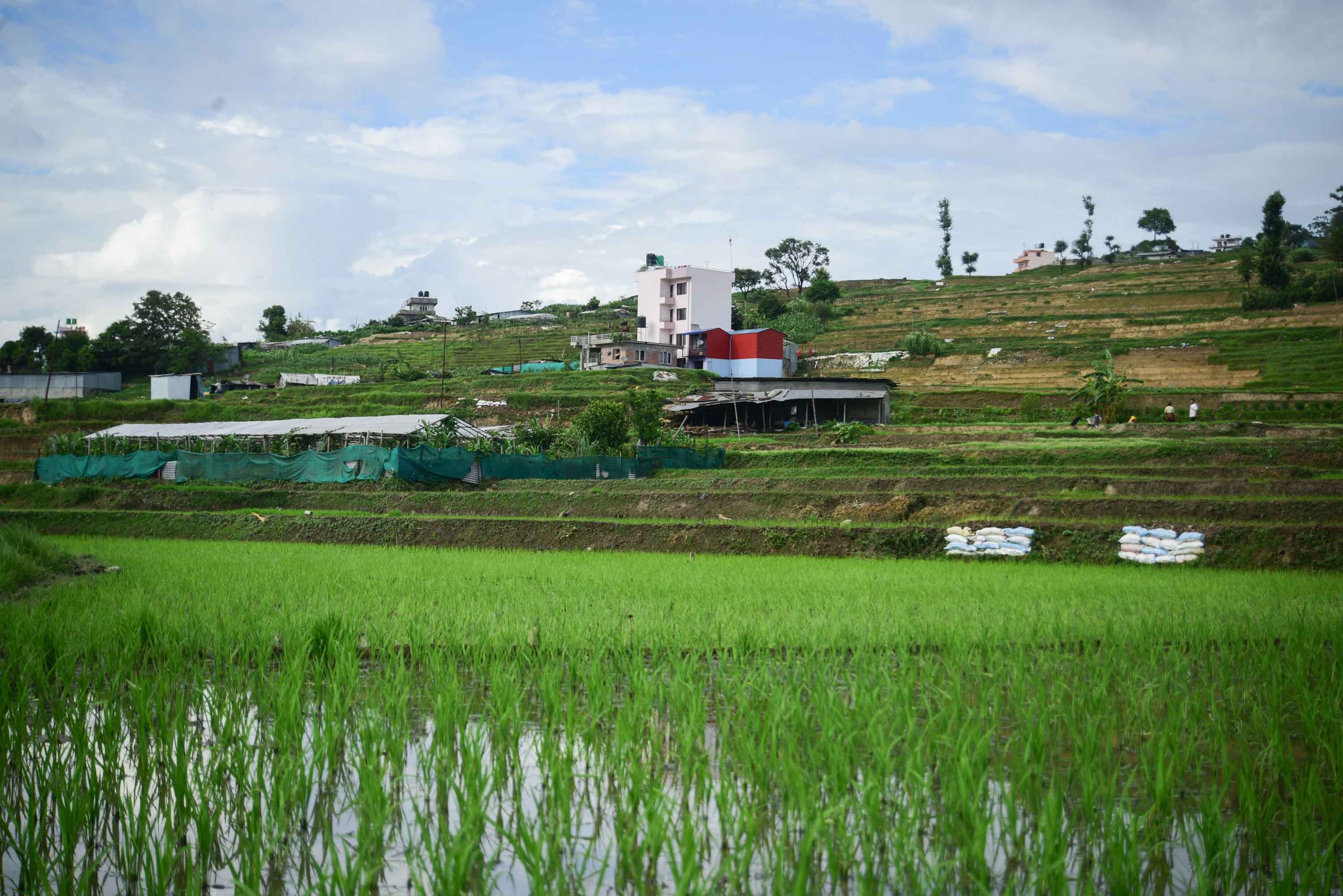Ropai-at-Khokana--(14)-1751185832.jpeg