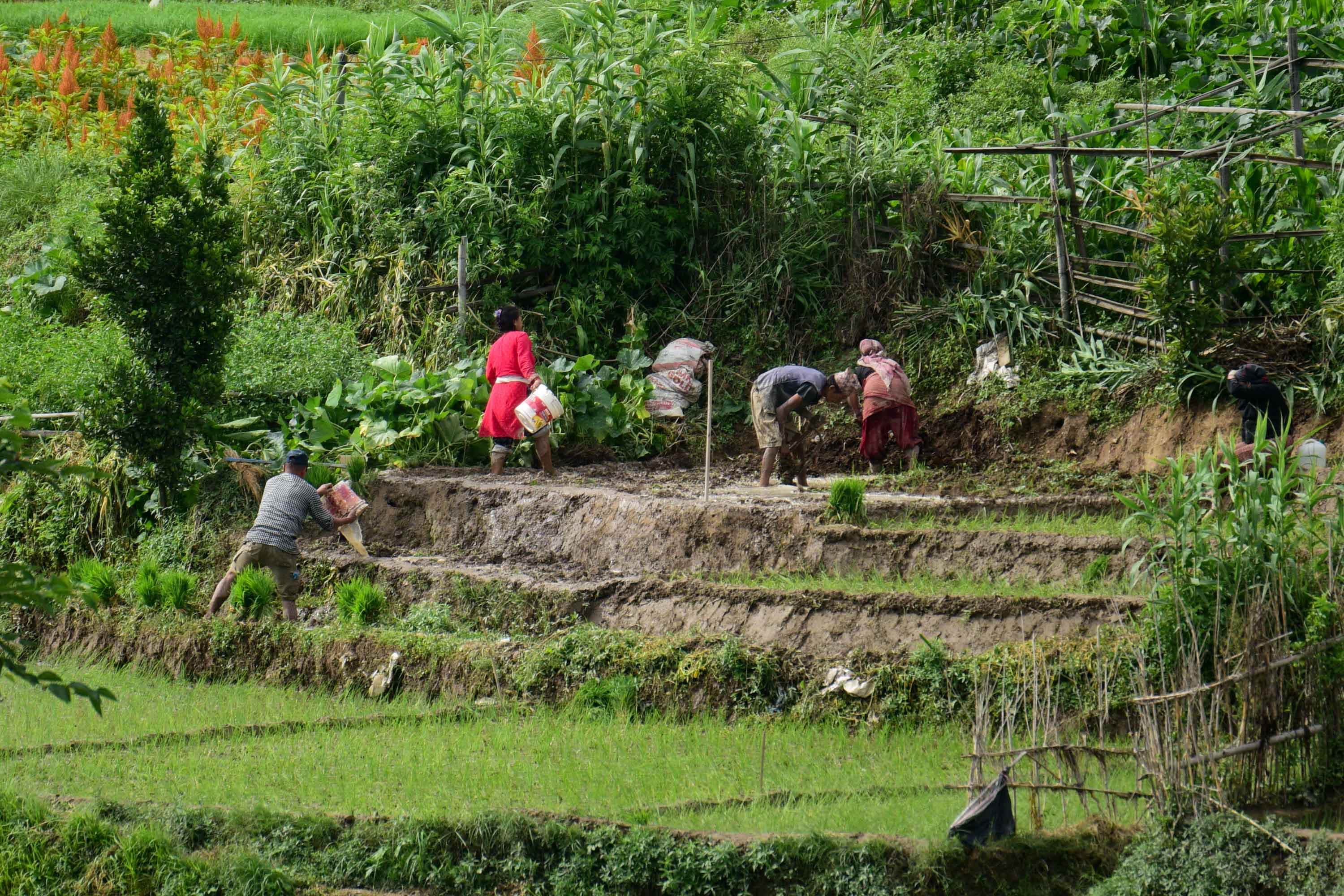 Ropai-at-Khokana--(18)-1751185834.jpeg