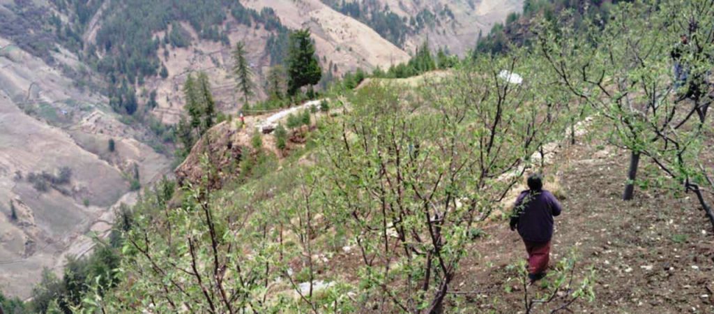 जुम्लामा असिनाले १६ करोड बढीको स्याउ नष्ट, किसानलाई बीमा न राहत
