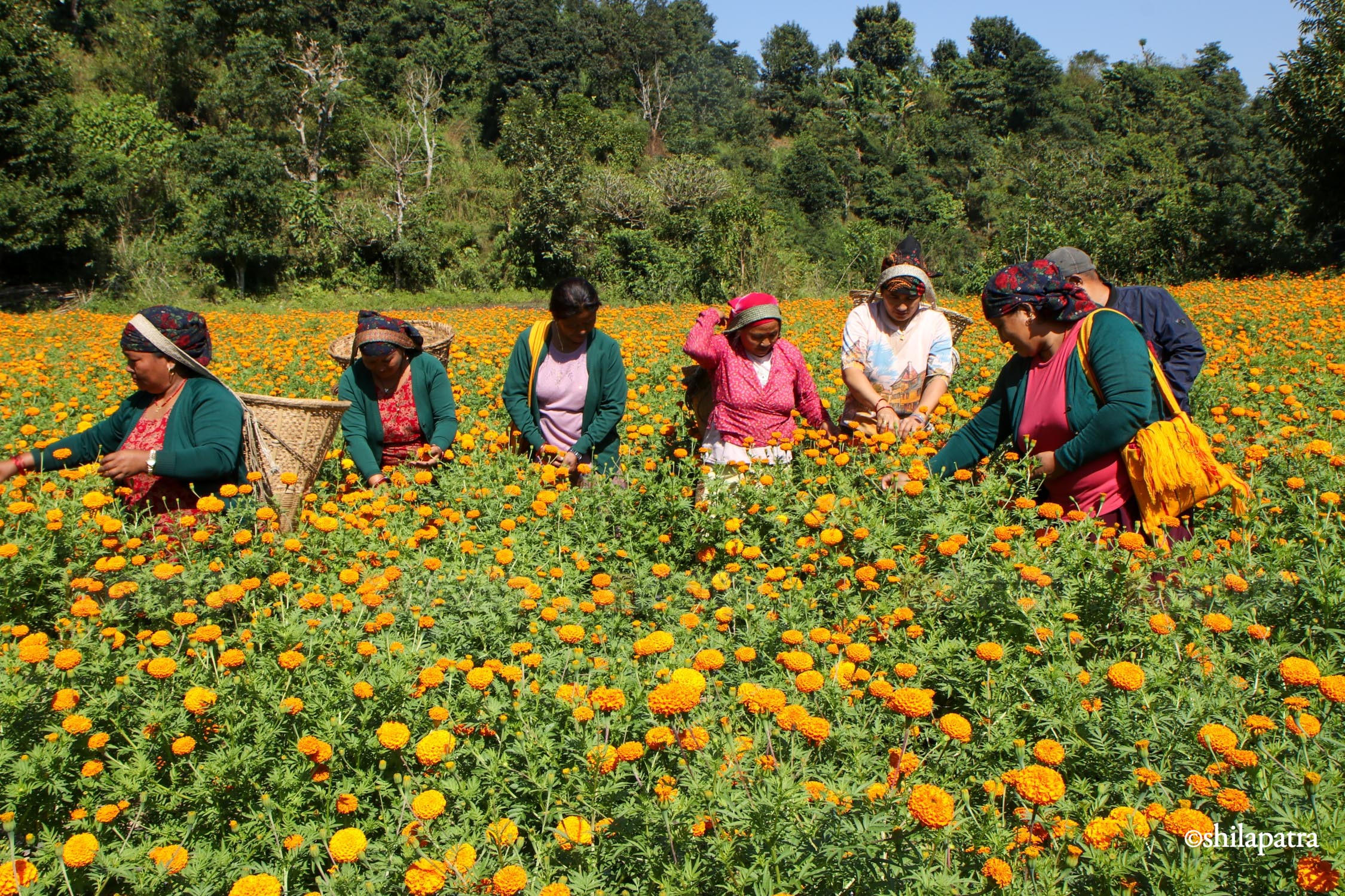 Sayapatri-Marigold-Flower-Tanahu_NPL_BinodDhungana-(1)-1793180700.jpg