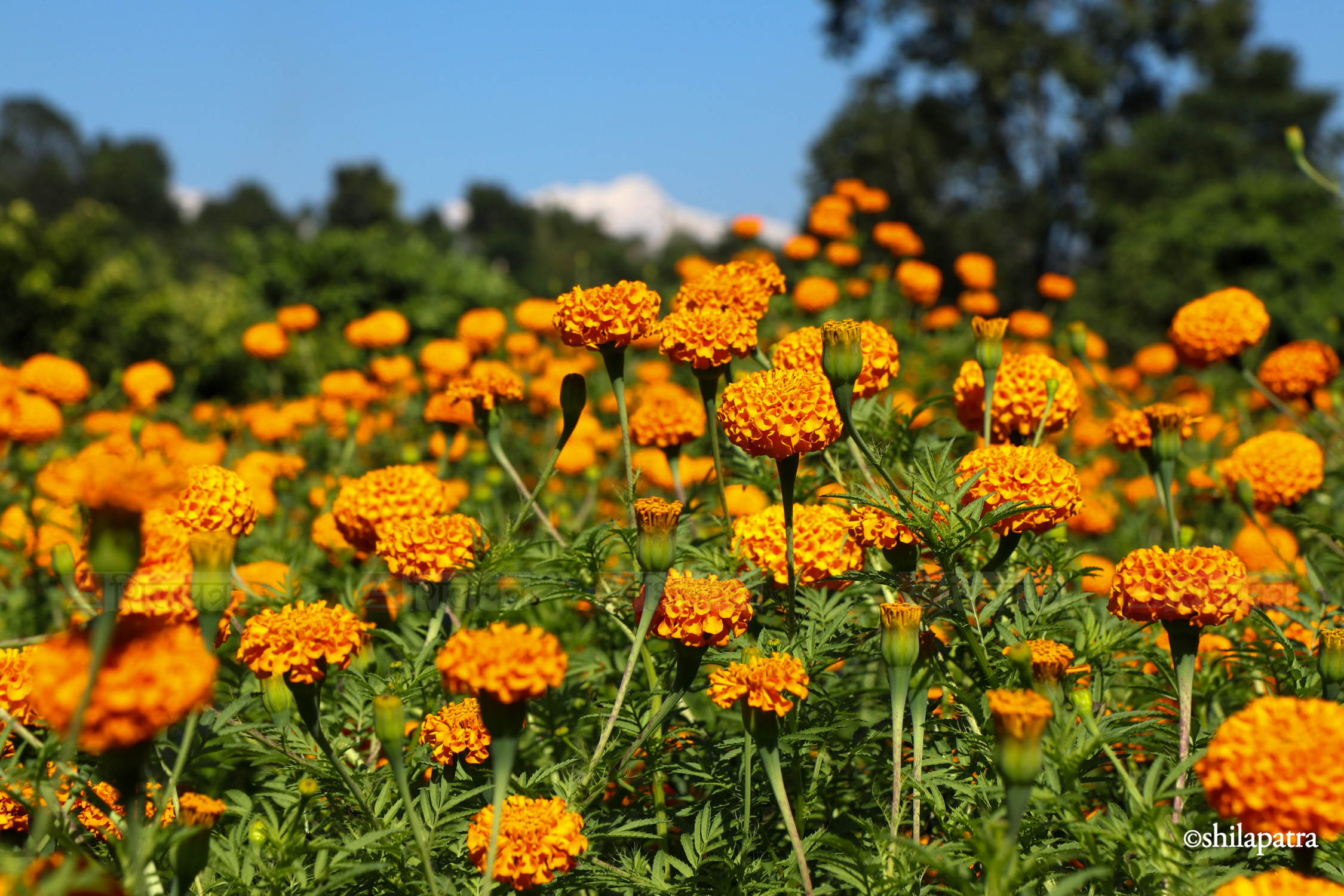 Sayapatri-Marigold-Flower-Tanahu_NPL_BinodDhungana-(10)-1793180705.jpg