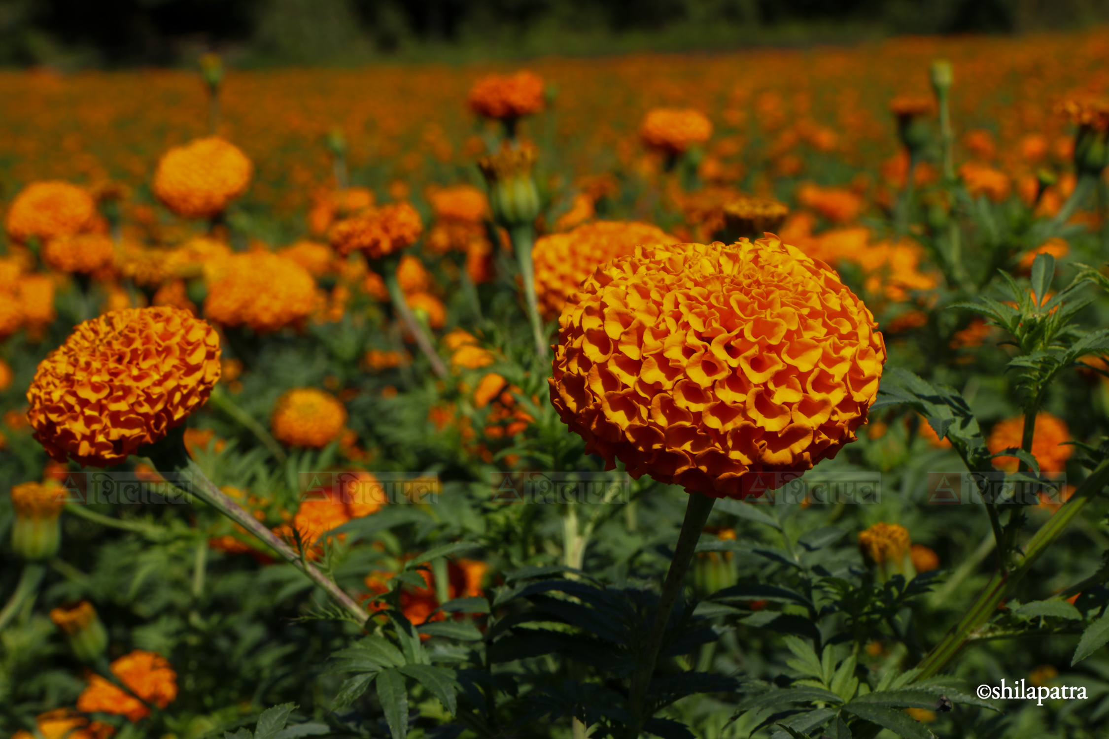 Sayapatri-Marigold-Flower-Tanahu_NPL_BinodDhungana-(11)-1793180706.jpg
