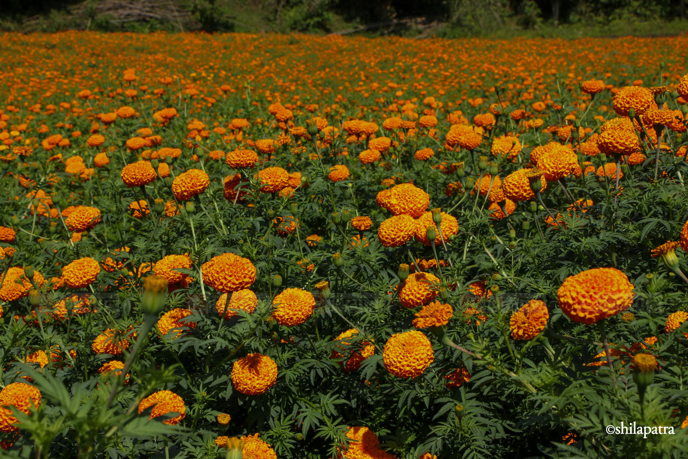 Sayapatri-Marigold-Flower-Tanahu_NPL_BinodDhungana-(12)-1793180706.jpg