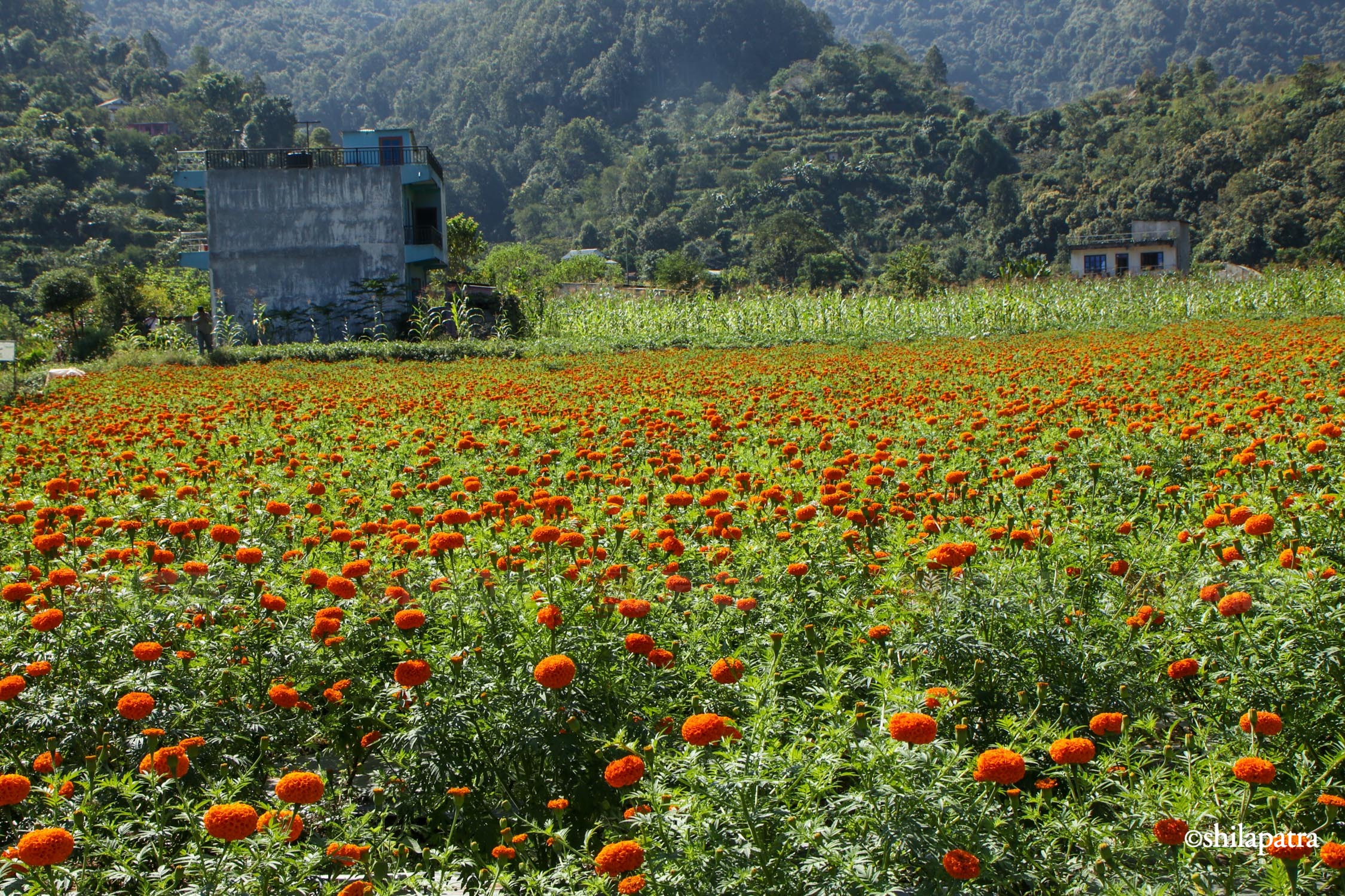 Sayapatri-Marigold-Flower-Tanahu_NPL_BinodDhungana-(13)-1793180707.jpg